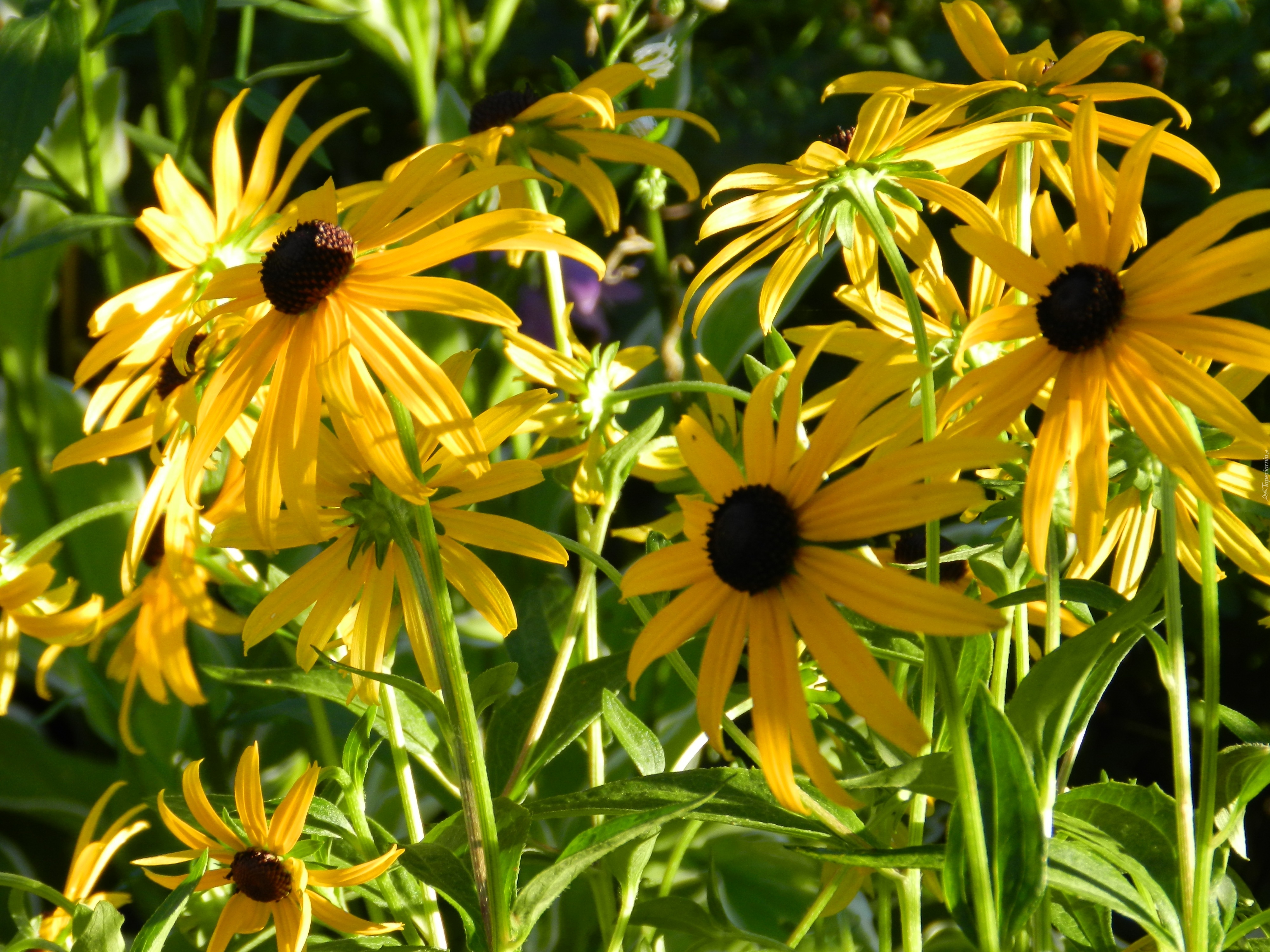 Rudbekia, Błyskotliwa, Żółte, Kwiaty, Brązowe, Środki