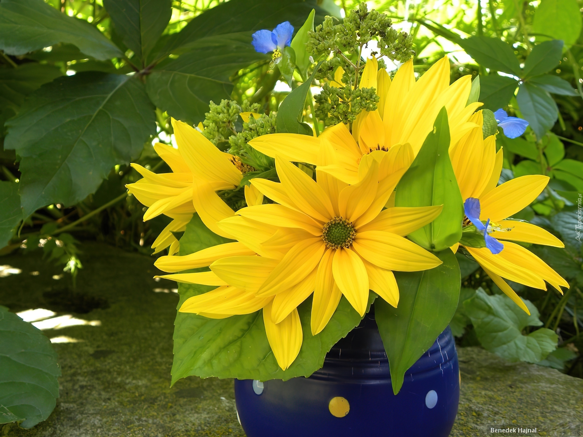 Rudbekia, Błyskotliwa, Kwiaty