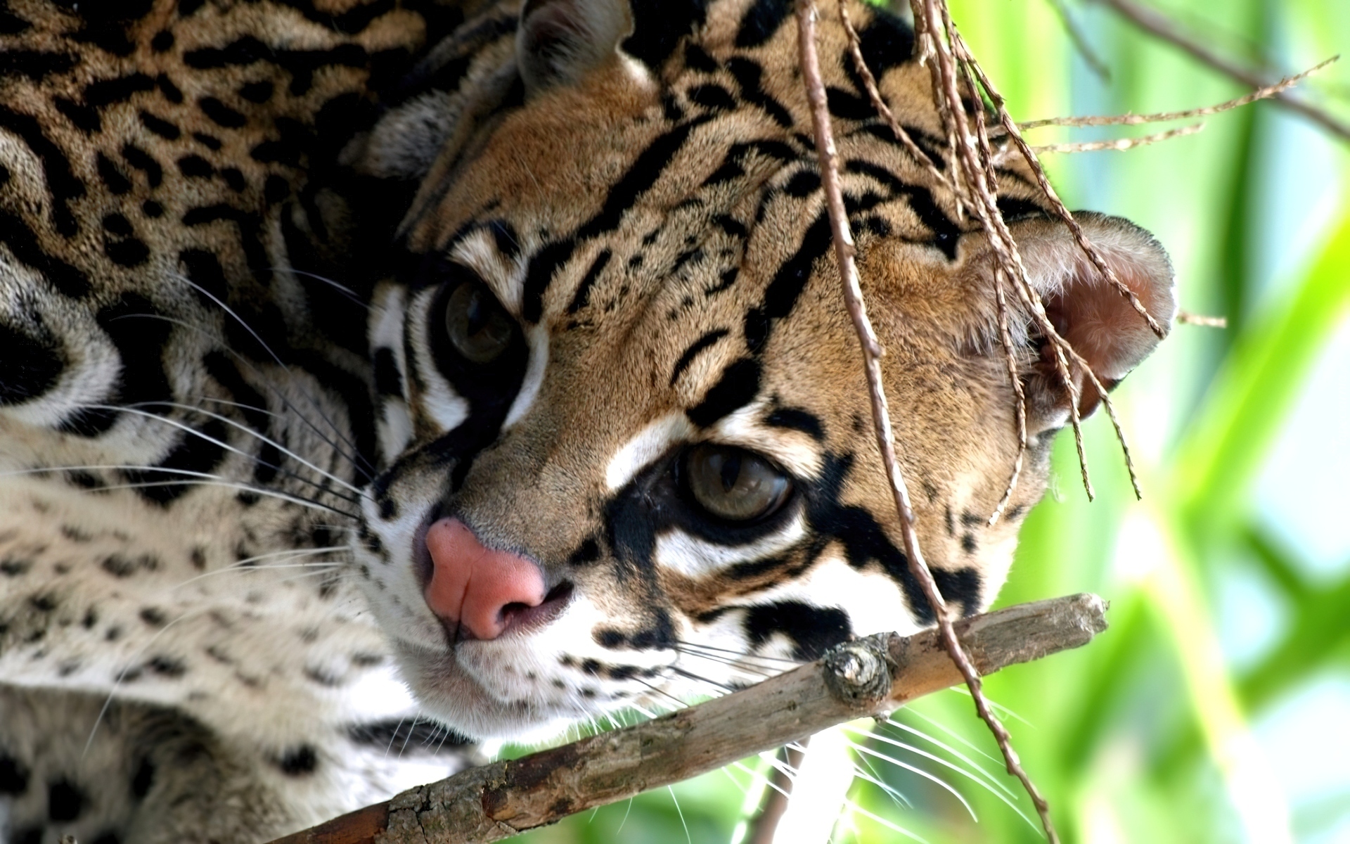 Ocelot, Różowy, Nosek, Gałązki