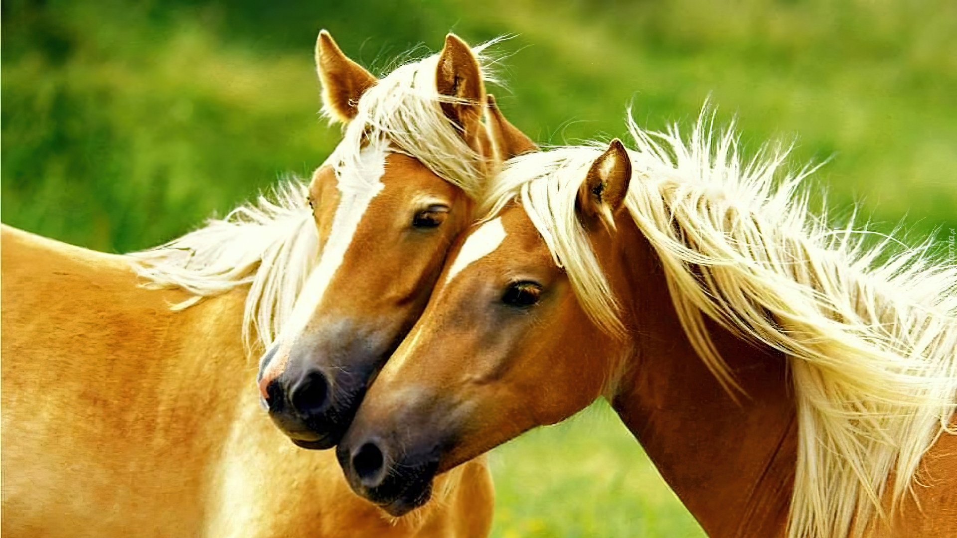 Лошадки ремикс. Лошади. Пара лошадей. Лошадь фото. Две лошади.