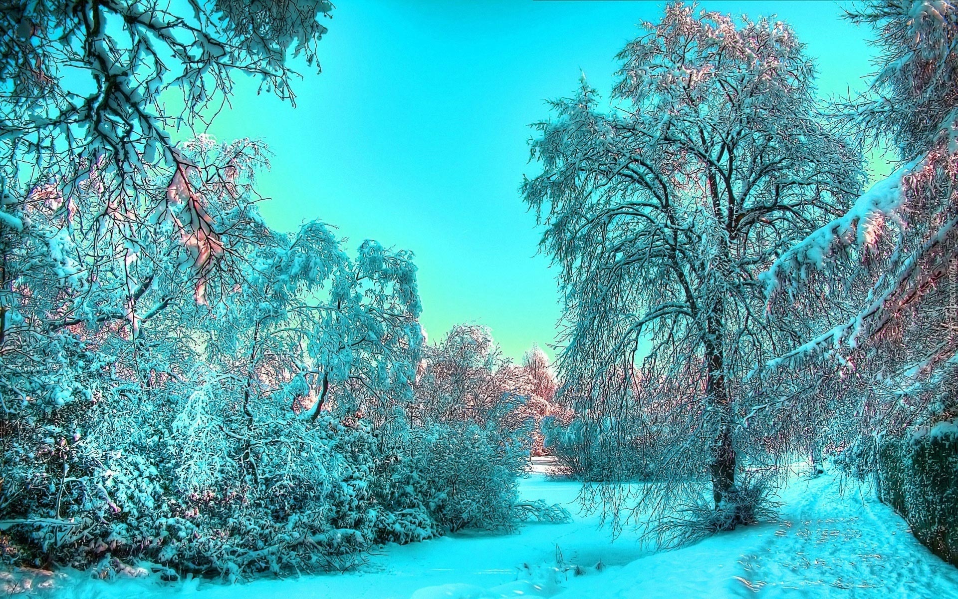 Zima, Drzewa