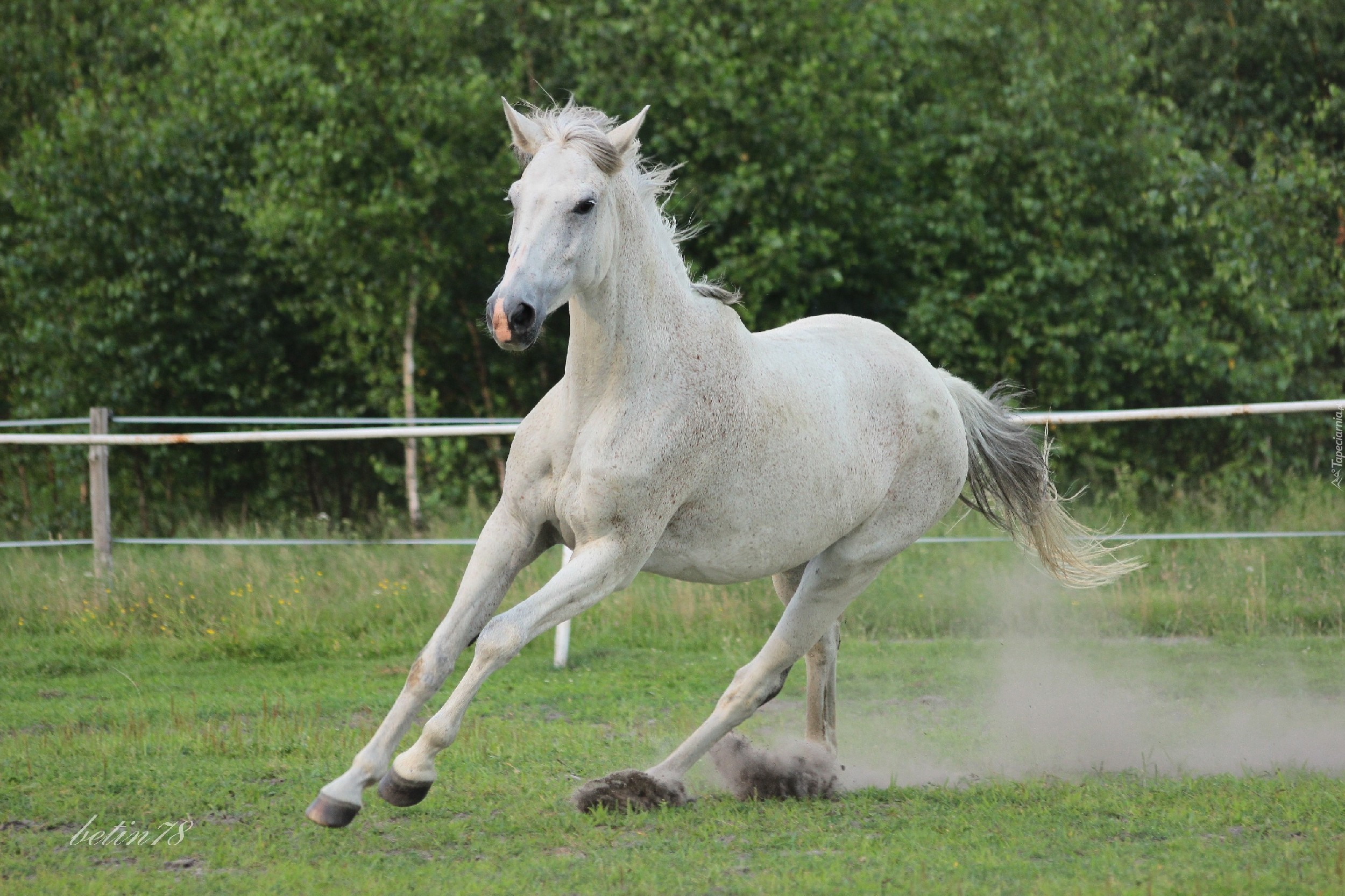 Siwa, Klacz, Galop