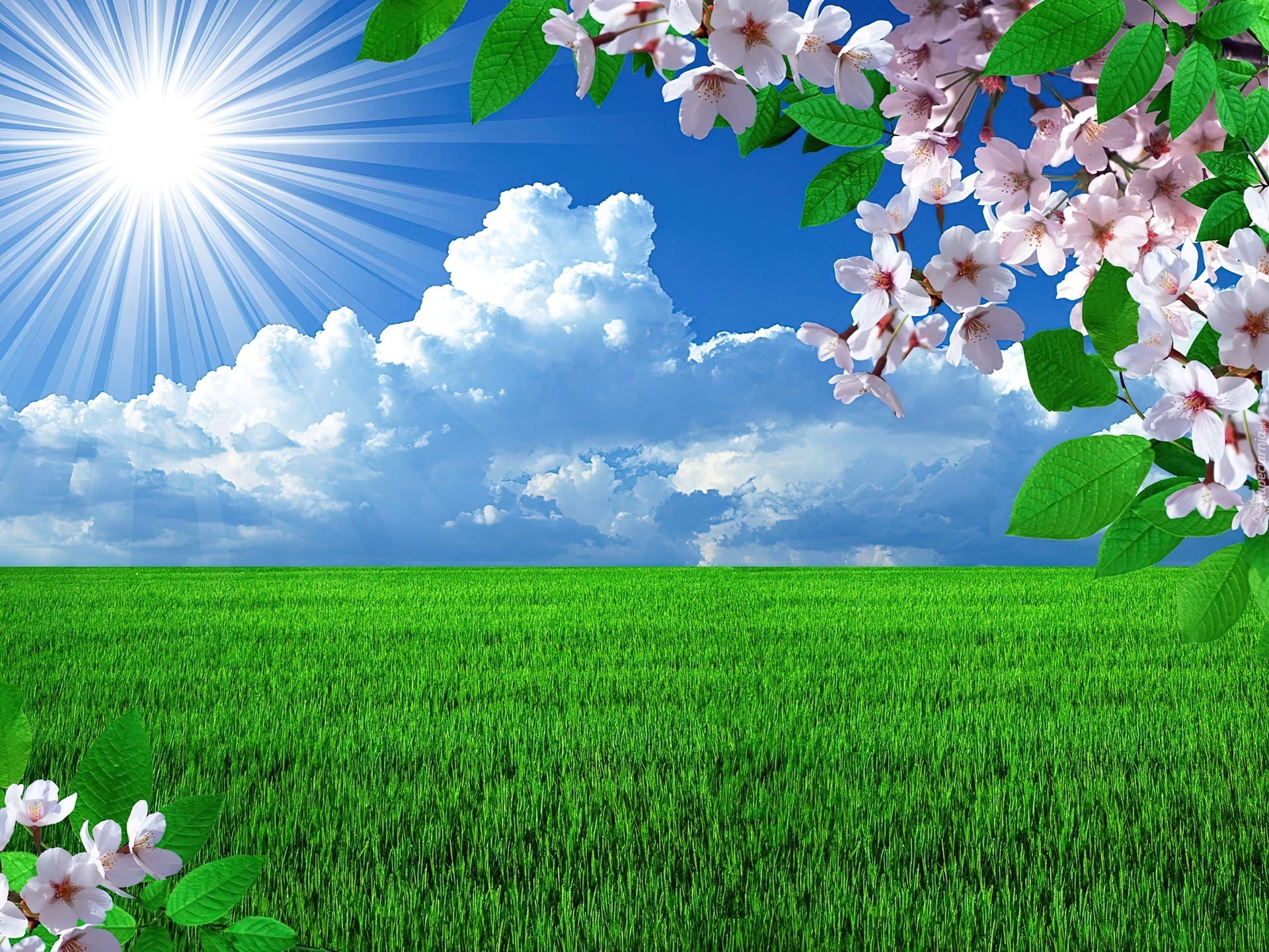 Kwitnące, Drzewo, Słońce, Chmury, Zielone, Pole, Grafika