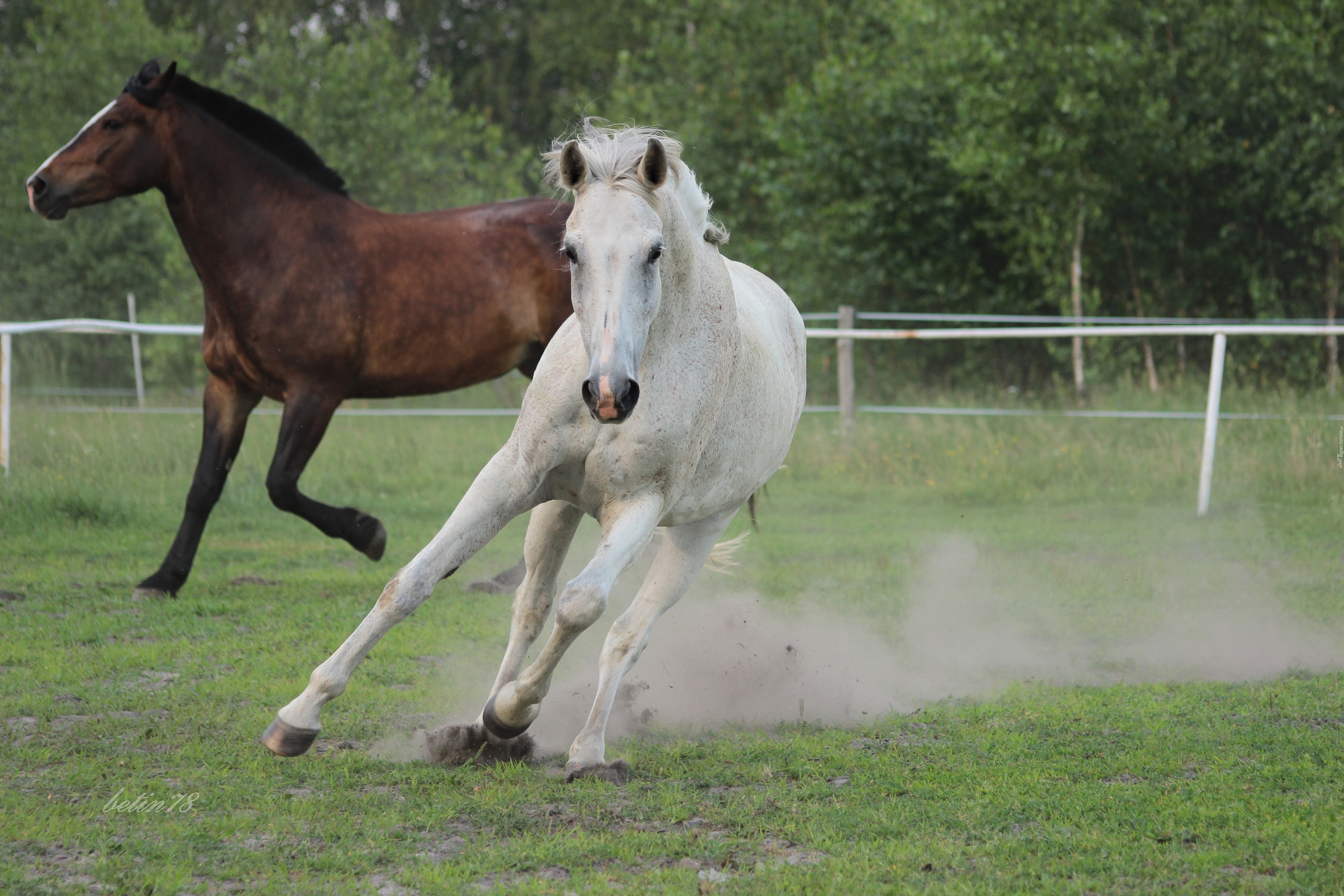 Klacz, Siwa, Galop, Pastwisko