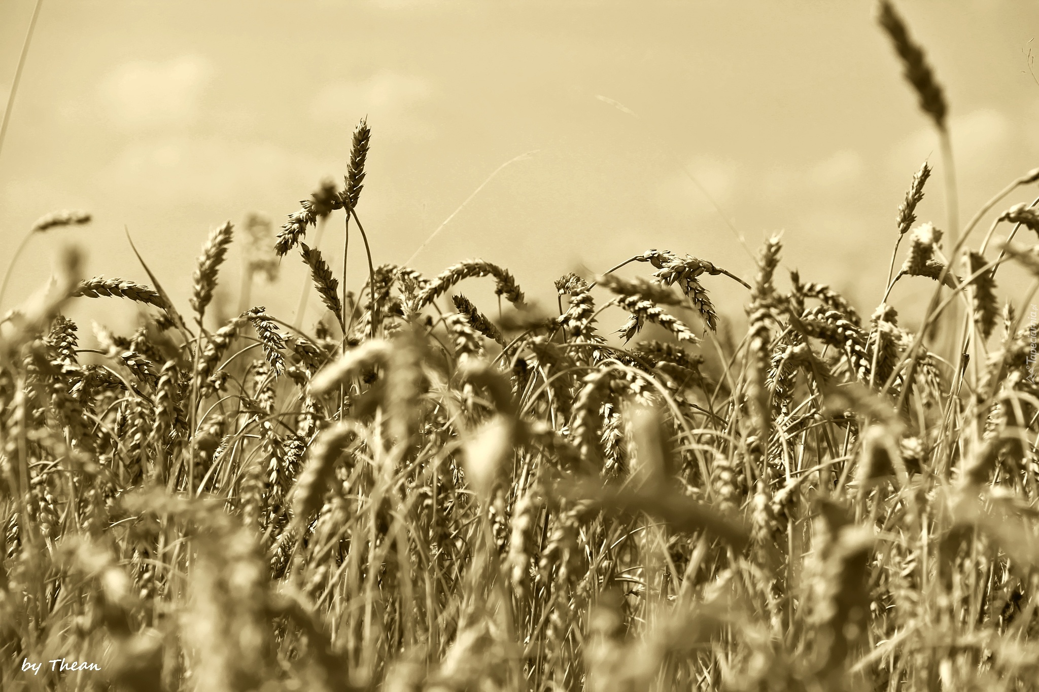 Zboże, Sepia