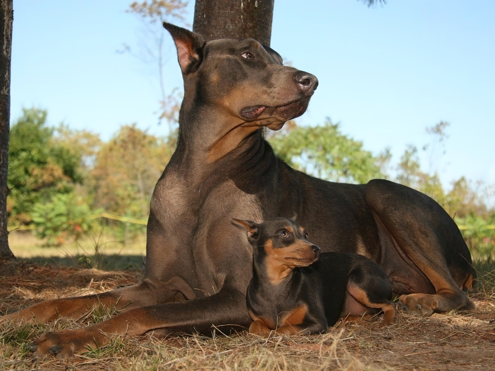 Duży, Doberman, Mały, Pinczer