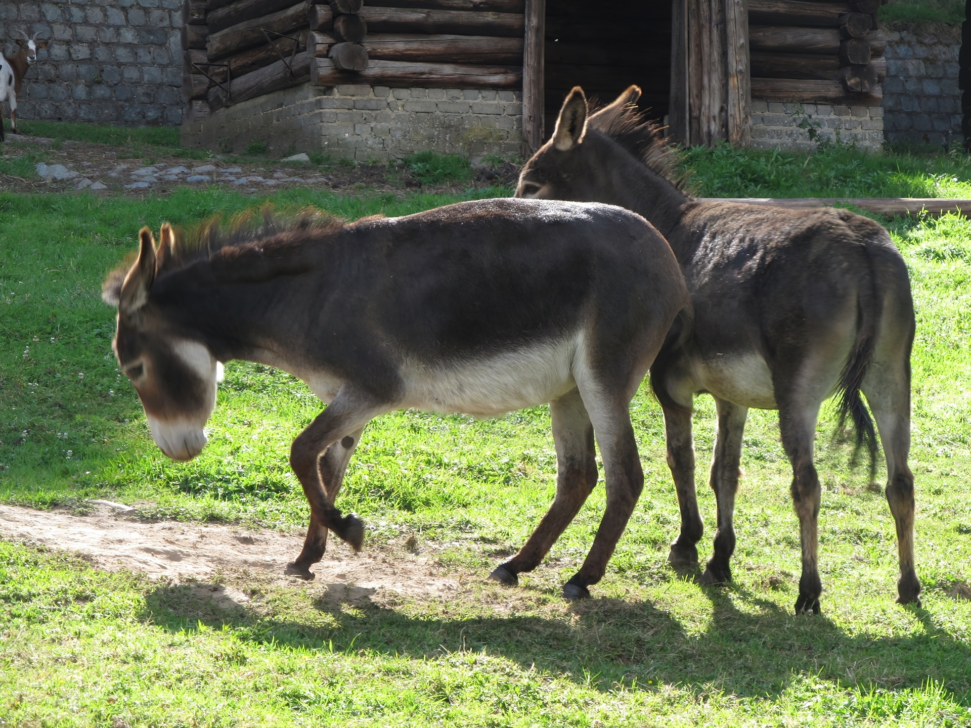 Dwa, Osły, Trawa