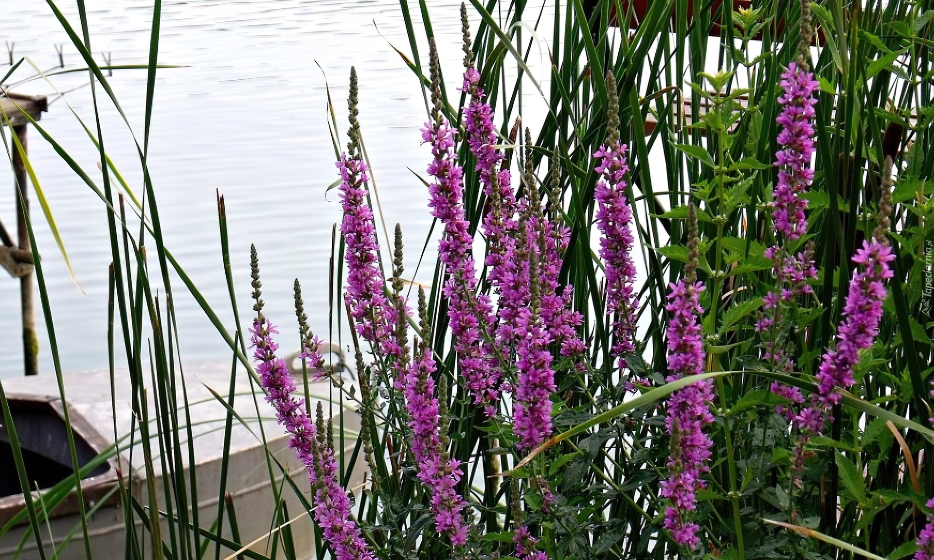 Jezioro, Fioletowe, Kwiaty, Łódka