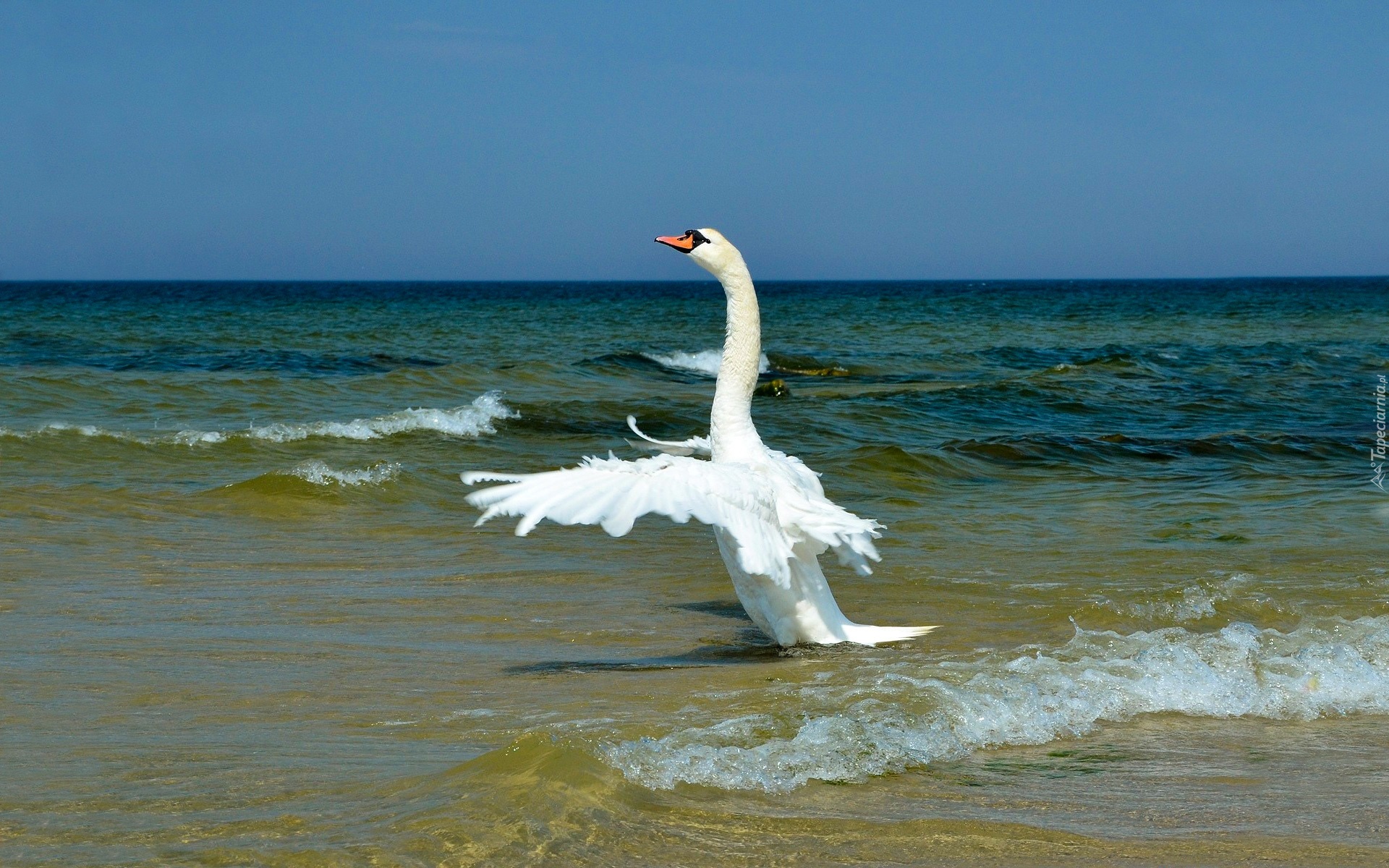 Morze, Plaża, Łabędź