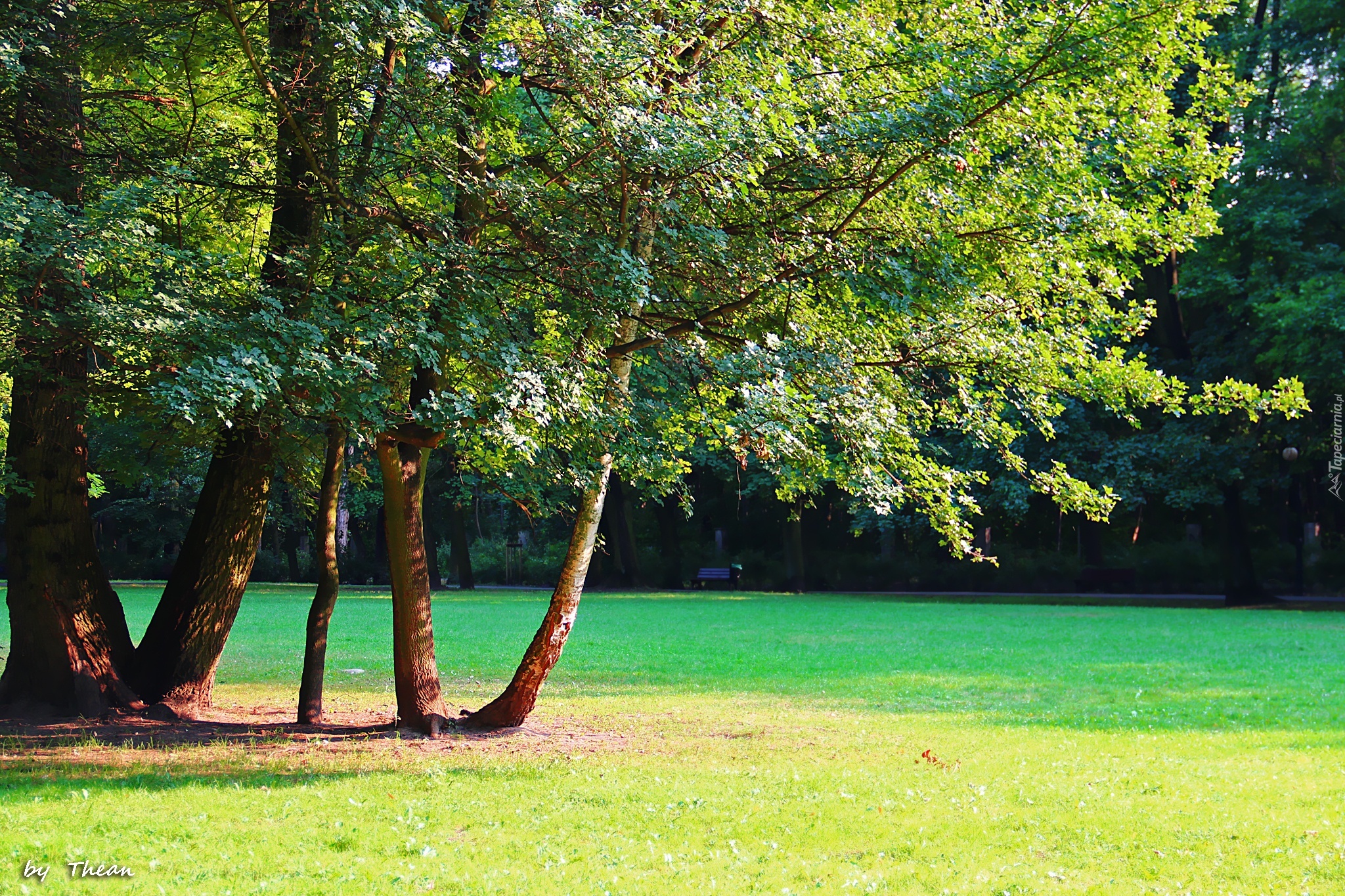 Park, Trawa, Drzewa