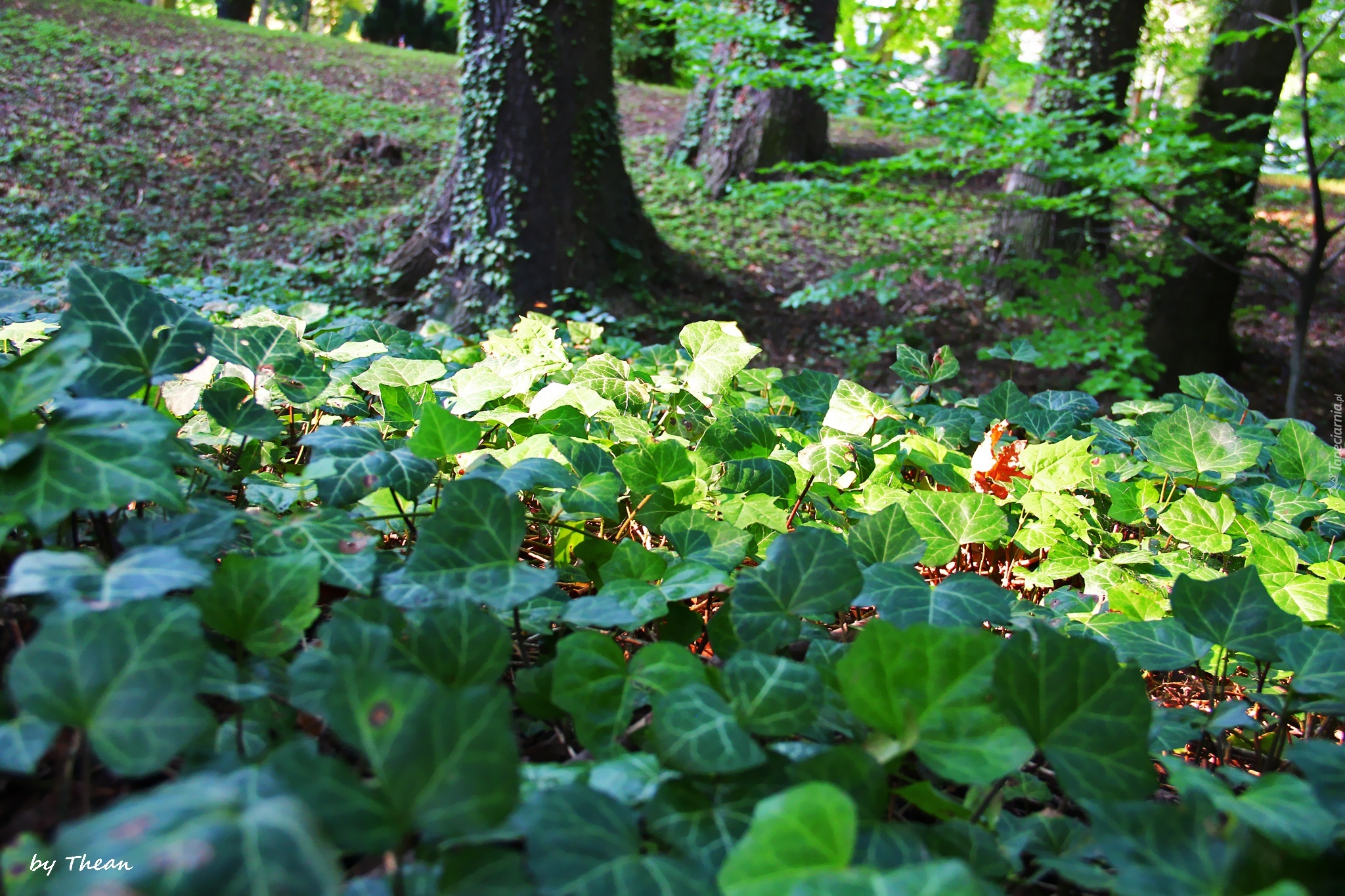 Bluszcz, Porastający, Park