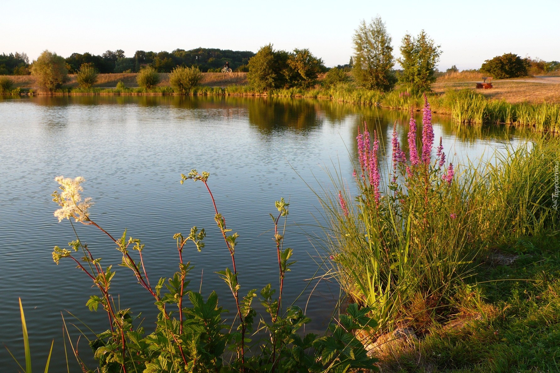 Jezioro, Zarośla, Trawy