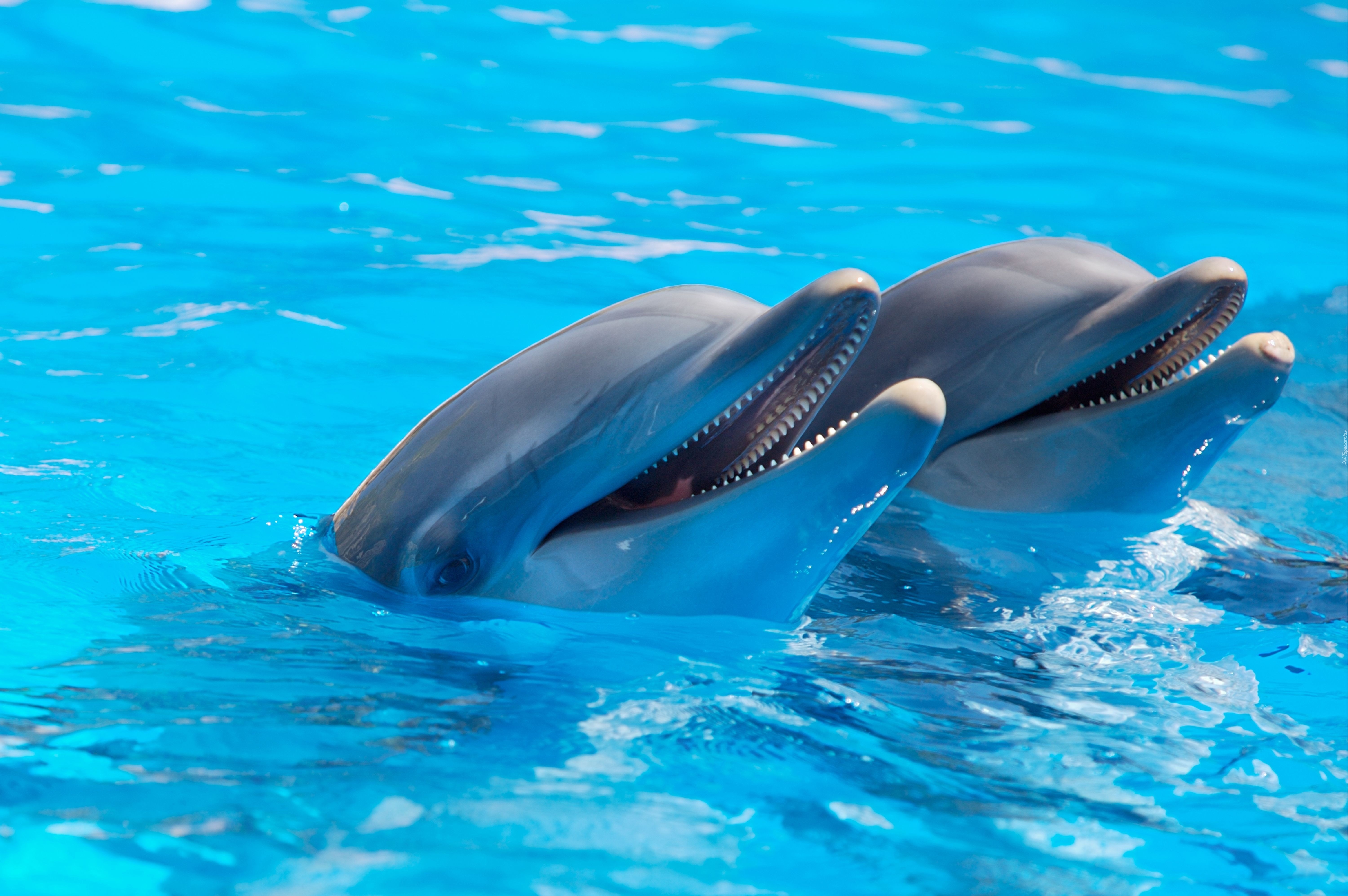 Dwa, Roześmiane, Delfiny