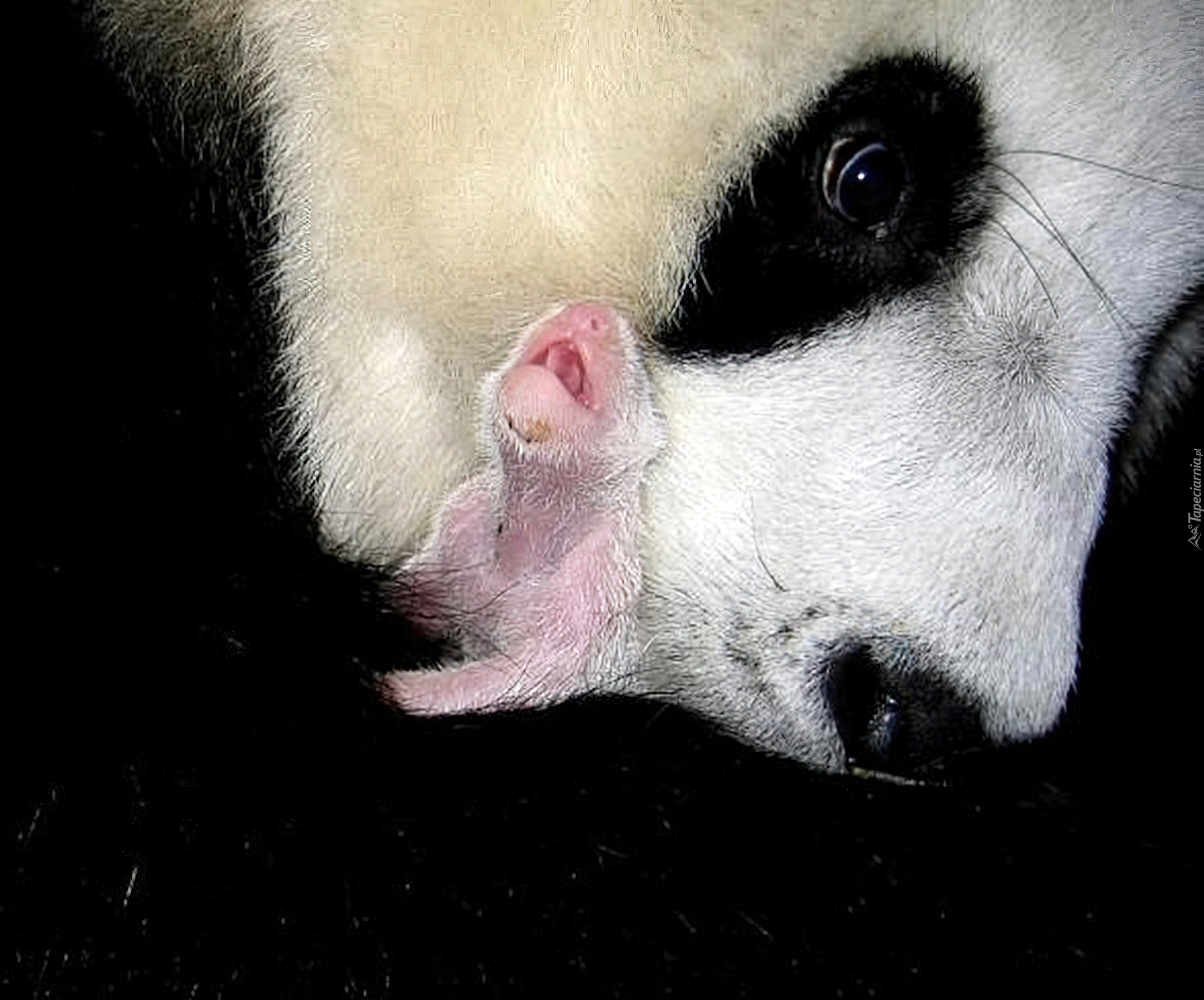 Panda, Głowa, Malutka