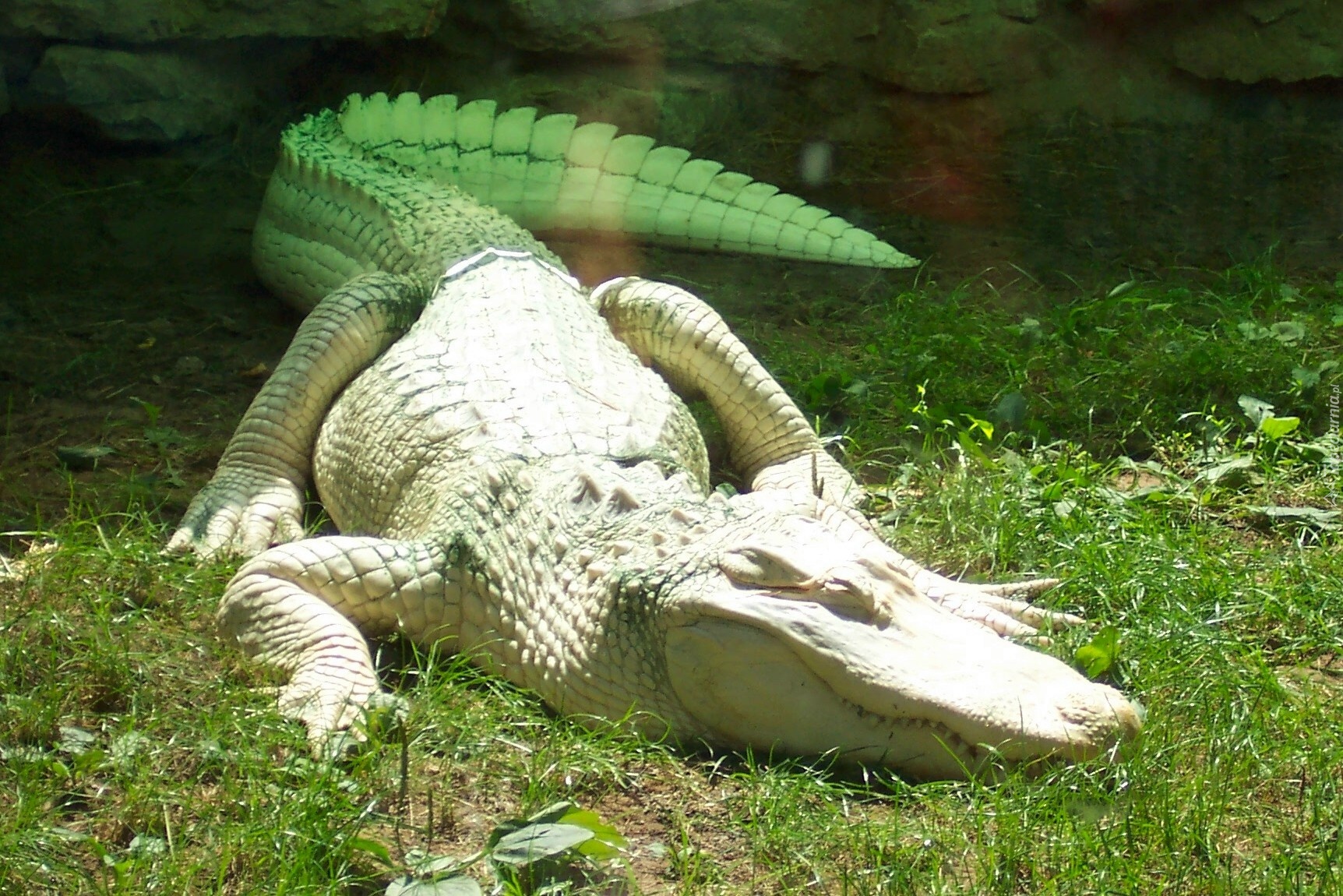 Aligator, Albinos, Trawa