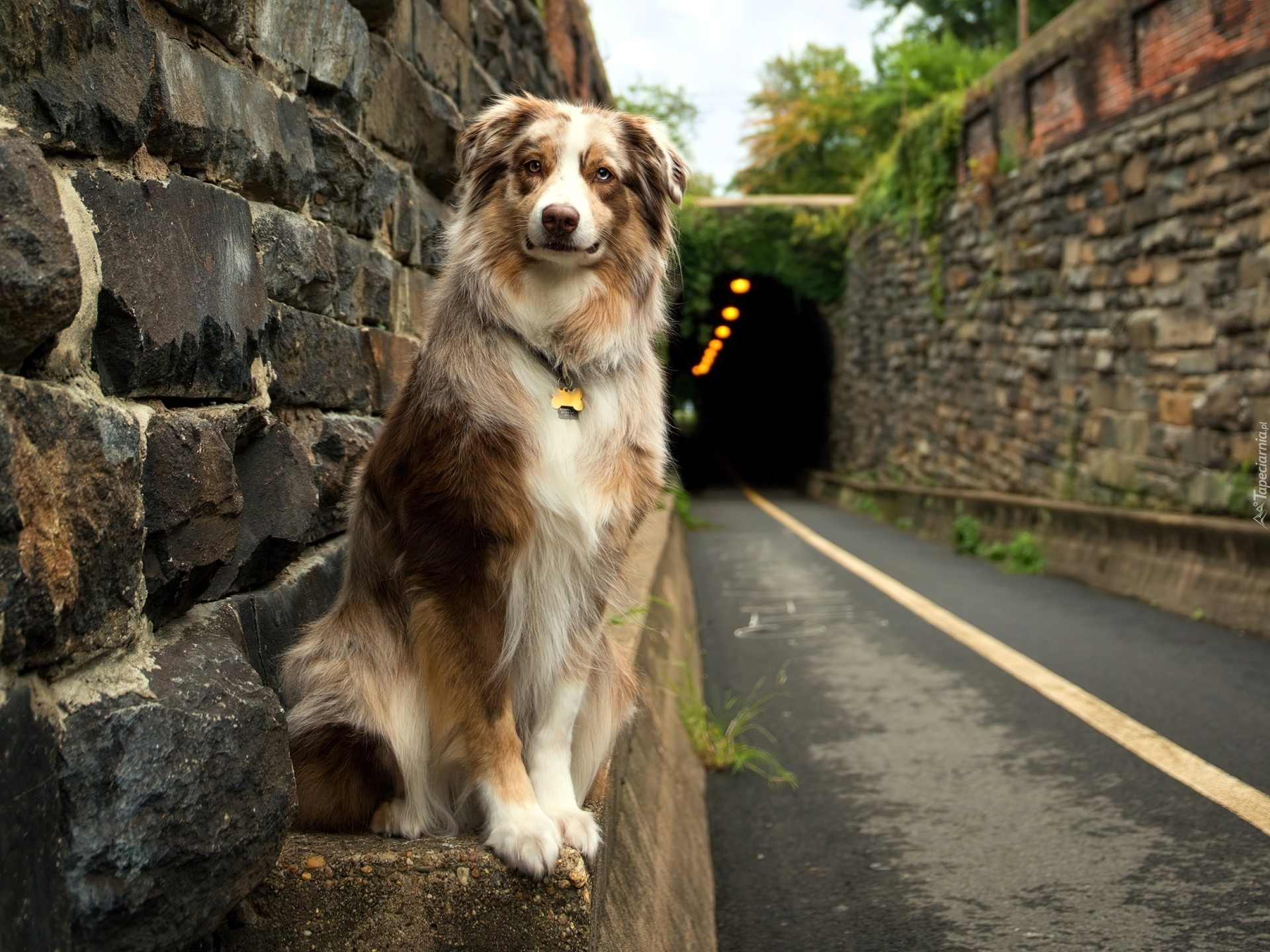 Owczarek australijski, Australian shepherd, Droga, Tunel