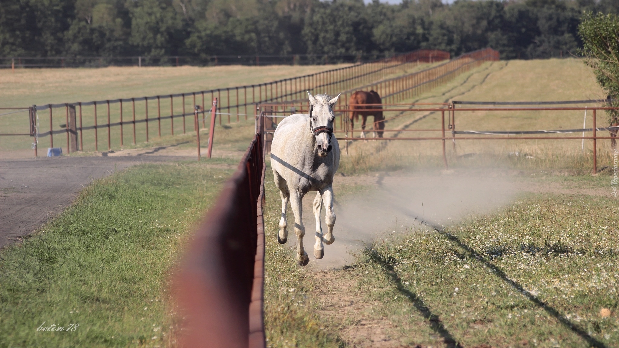 Koń, Galop, Padok