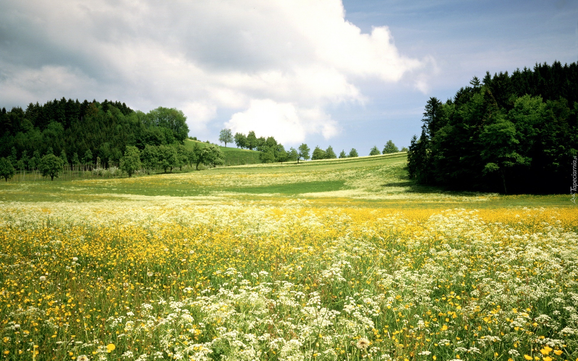 Kwiatowa, Łąka, Drzewa, Niebo