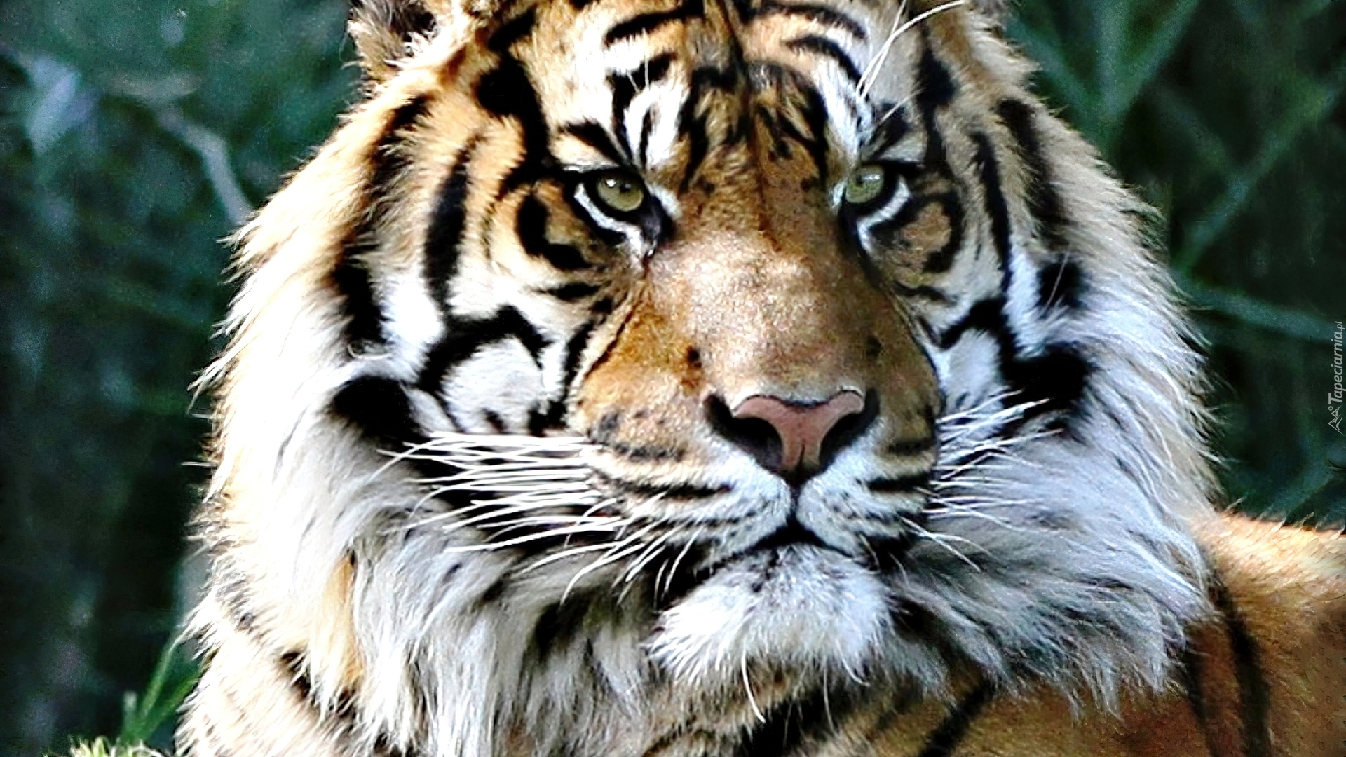 Какой тигр сильнее. Мощный тигр. Оскал тигра. Суровый тигр. Самый мощный тигр в мире.