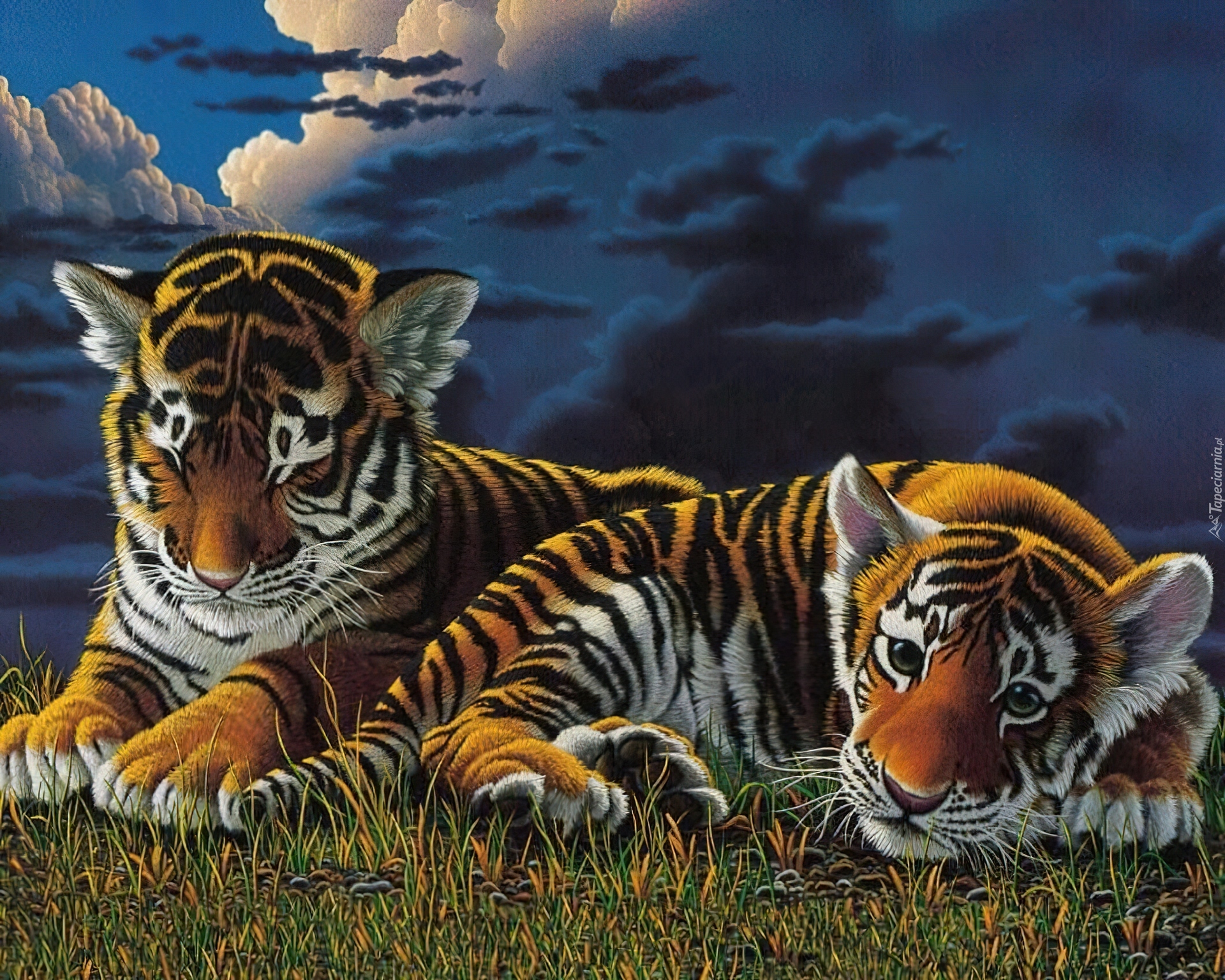 Dwa, Młode, Tygrysy, Chmury