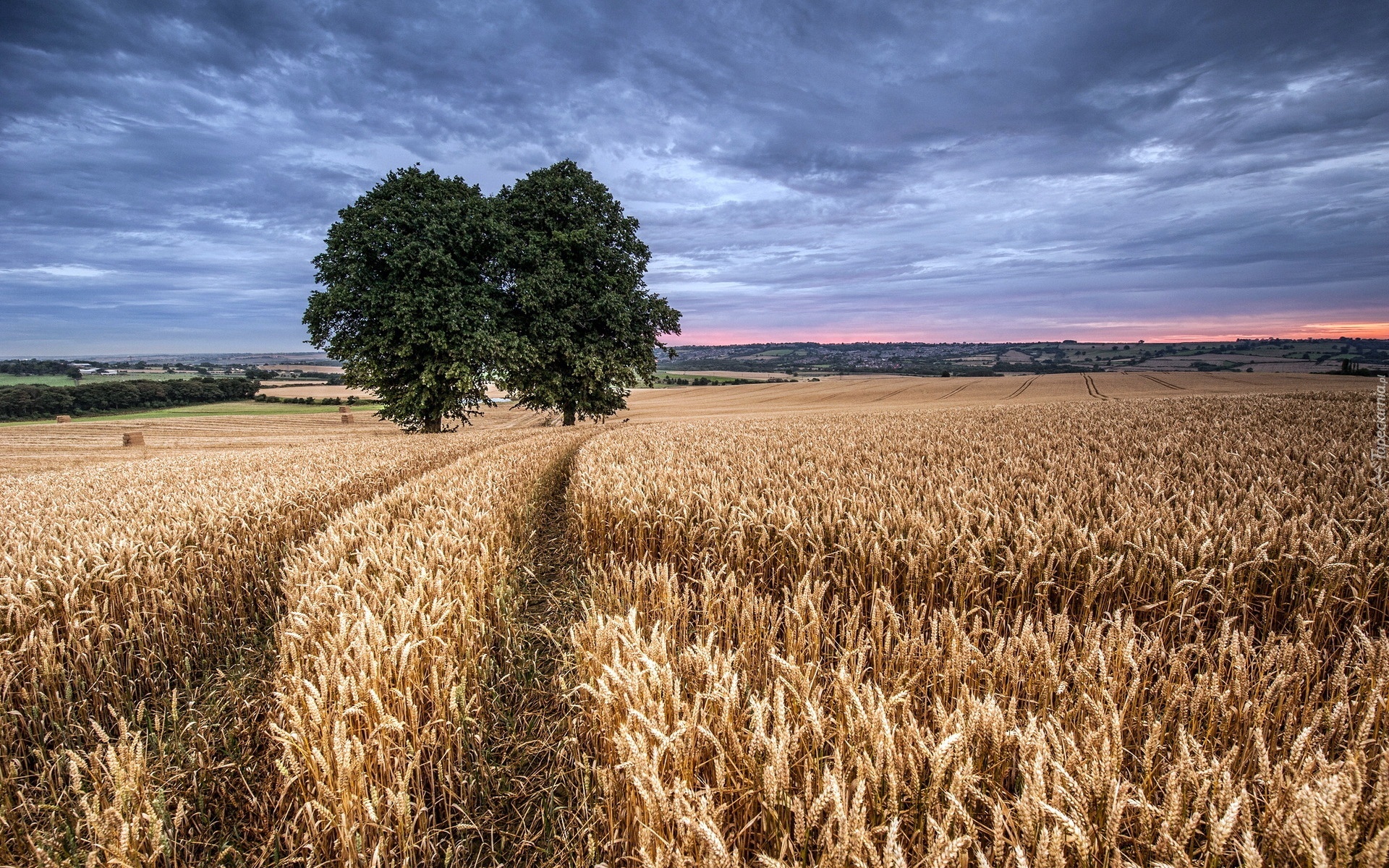 Zboża, Drzewo, Niebo