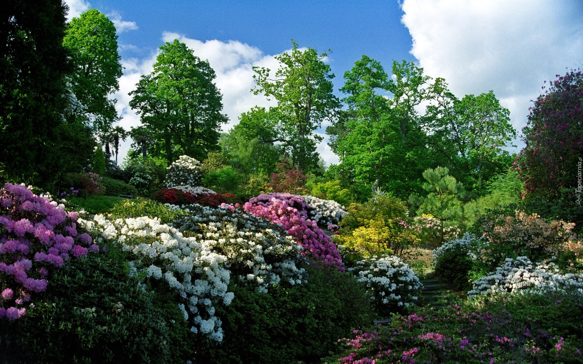 Park, Kwiaty, Rododendron