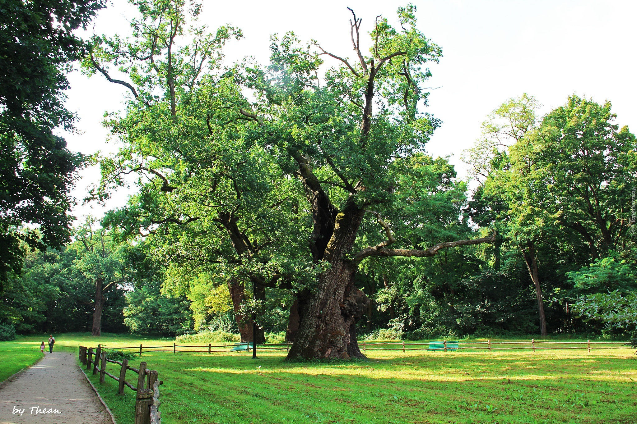 Stare, Dęby, Rogalin, Park