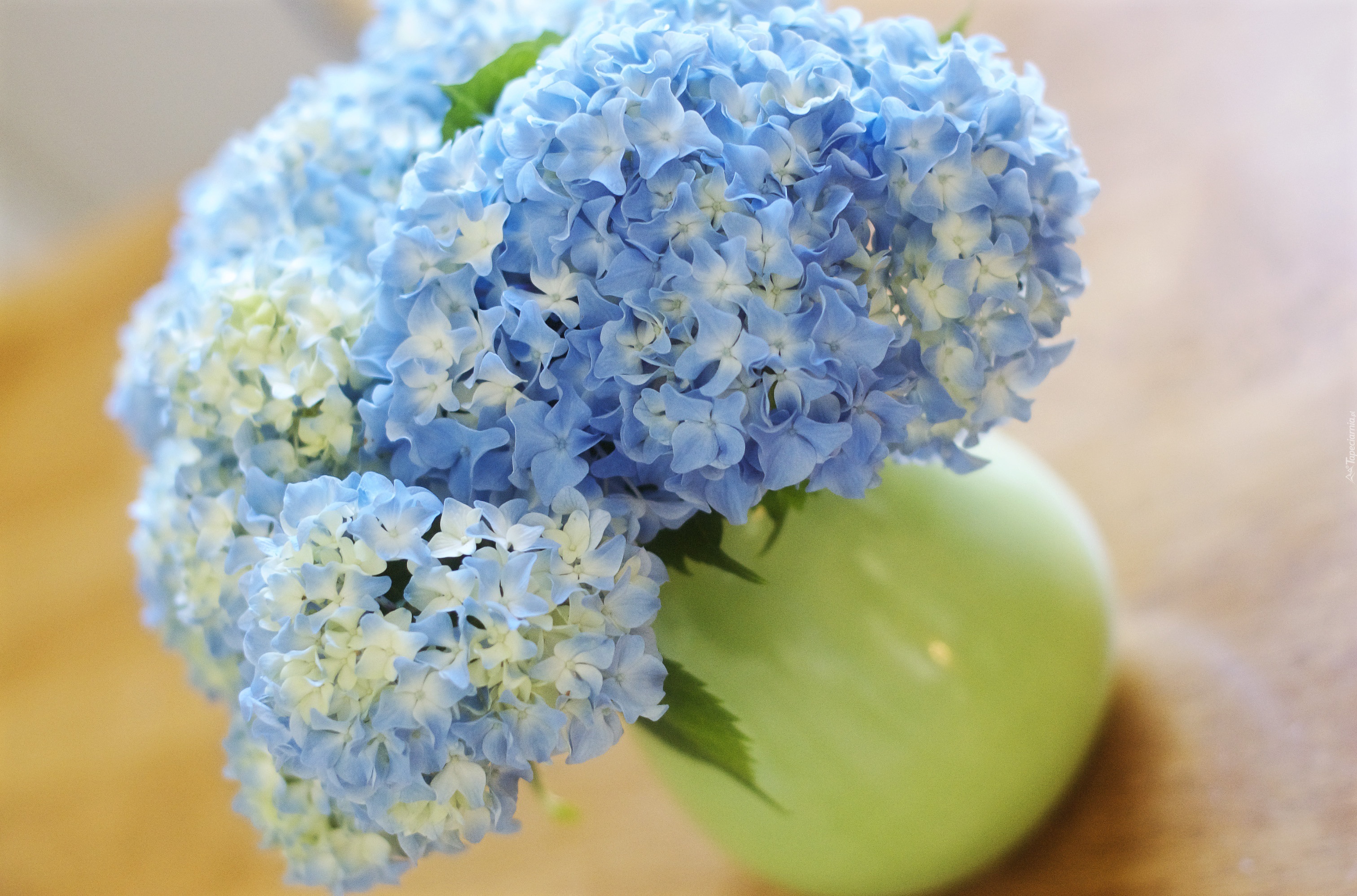 Niebieskie, Kwiaty, Hortensji