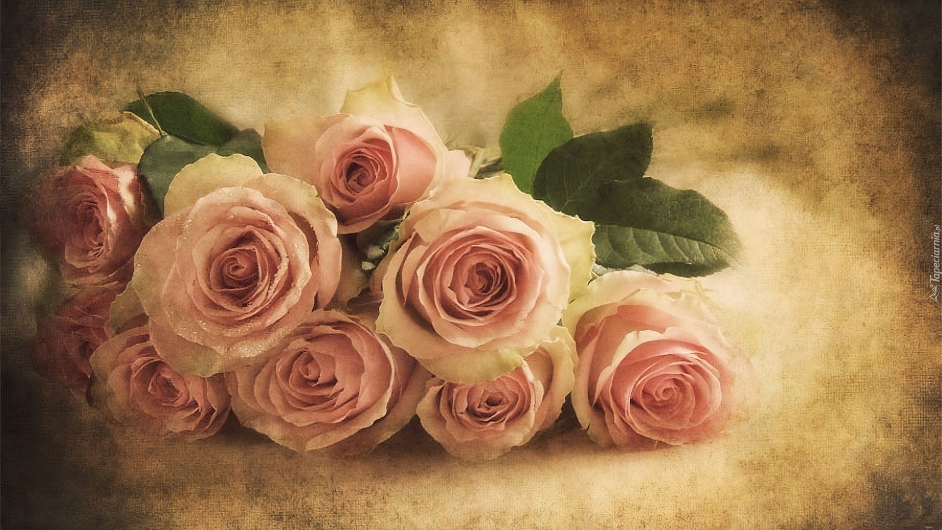 Piękne, Różowe, Róże, Cieniowane, Tło