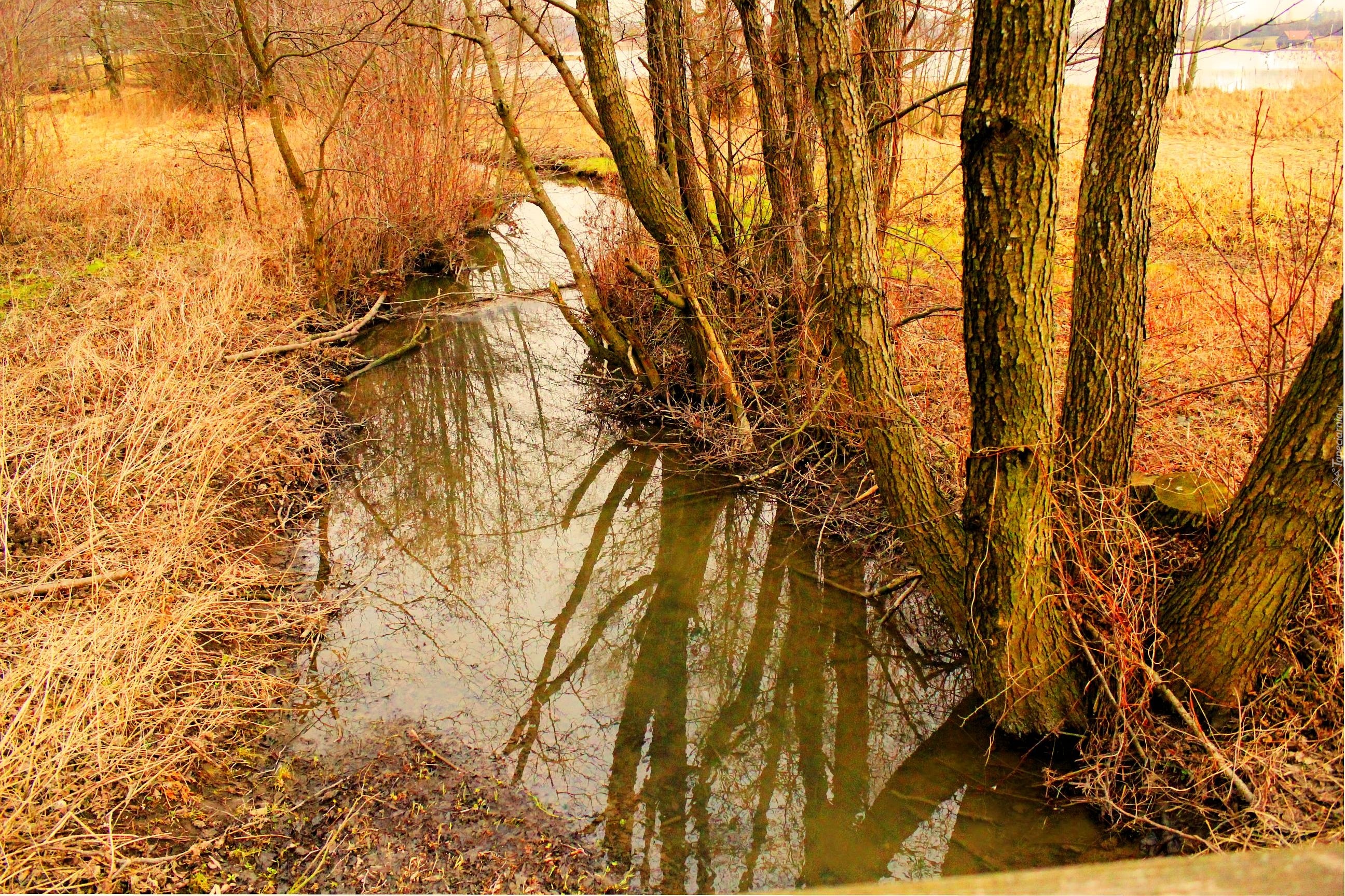 Rzeczka, Drzewa, Łąka