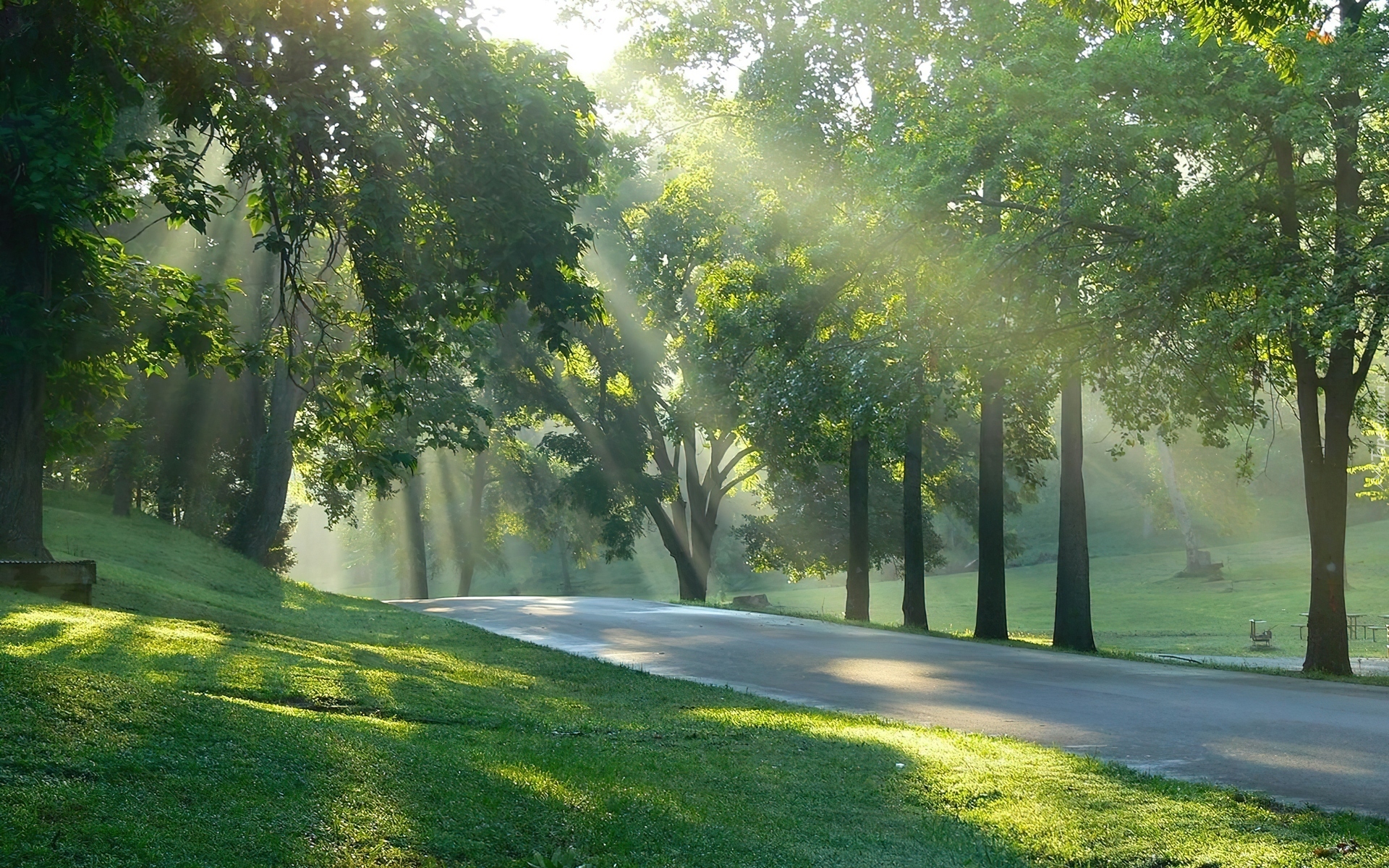 Przebijające, Światło, Drzewa, Park