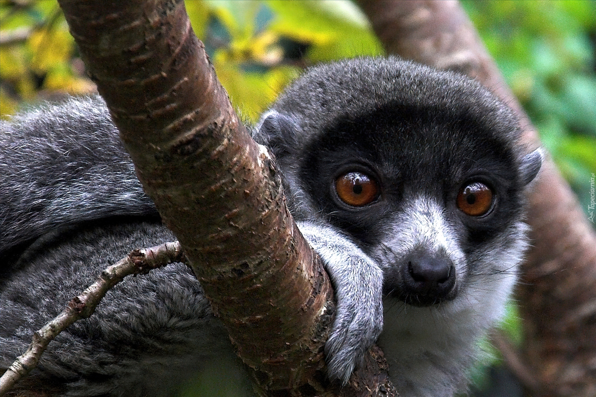 Lemur, Drzewo