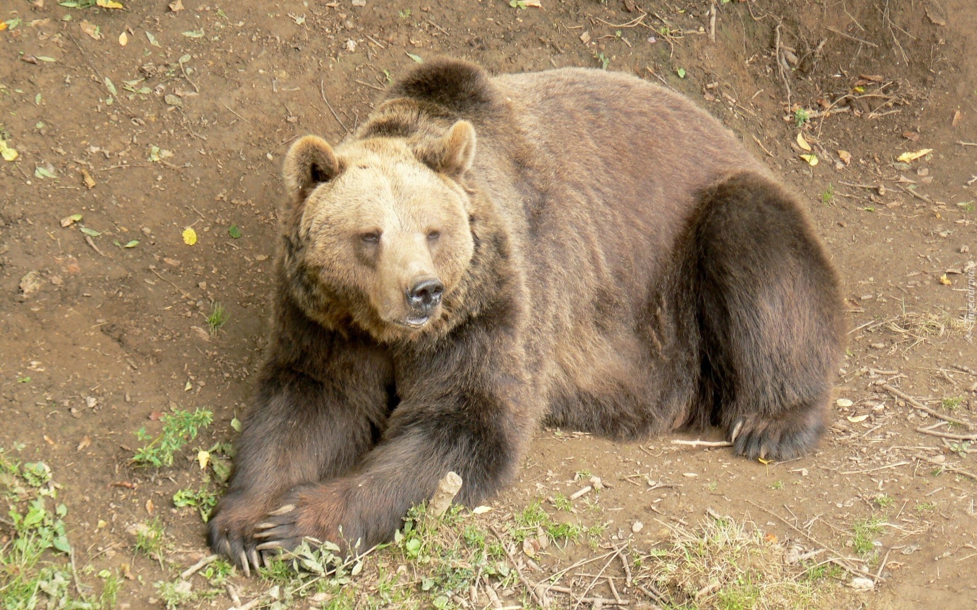 Leżący, Niedźwiedź