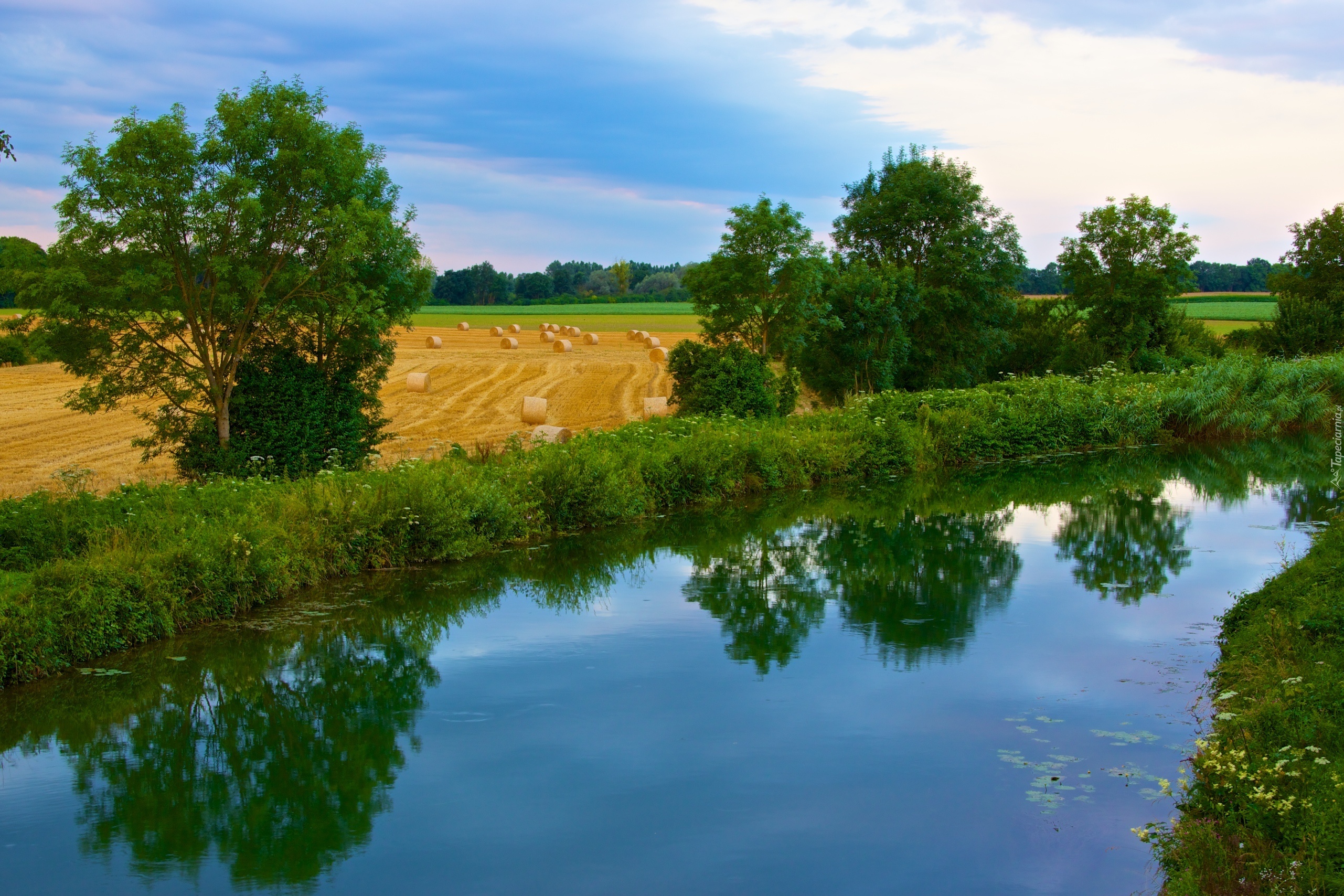 Pole, Rzeka, Drzewa