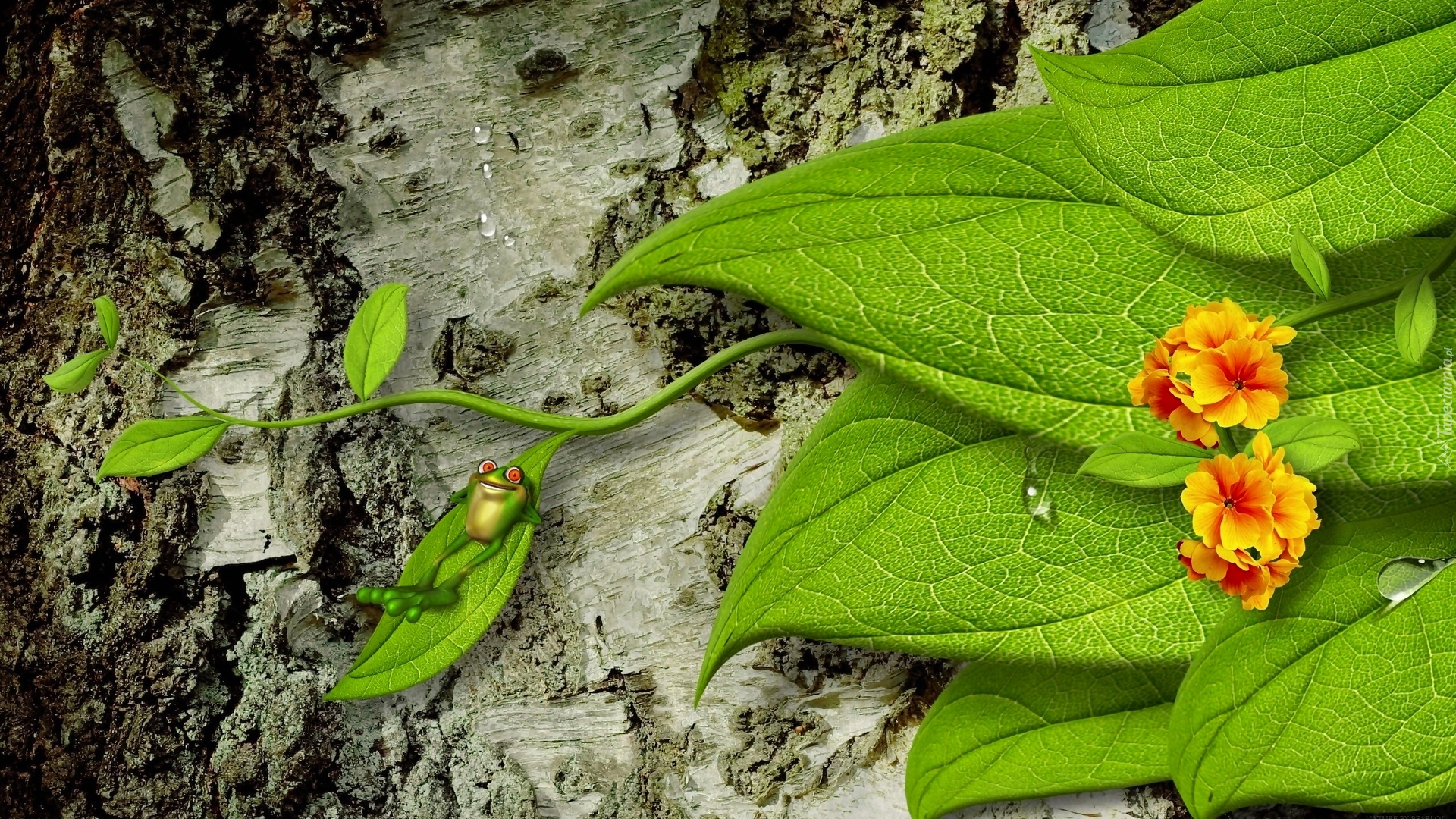 Żabka, Relaks, Zielone, Liście