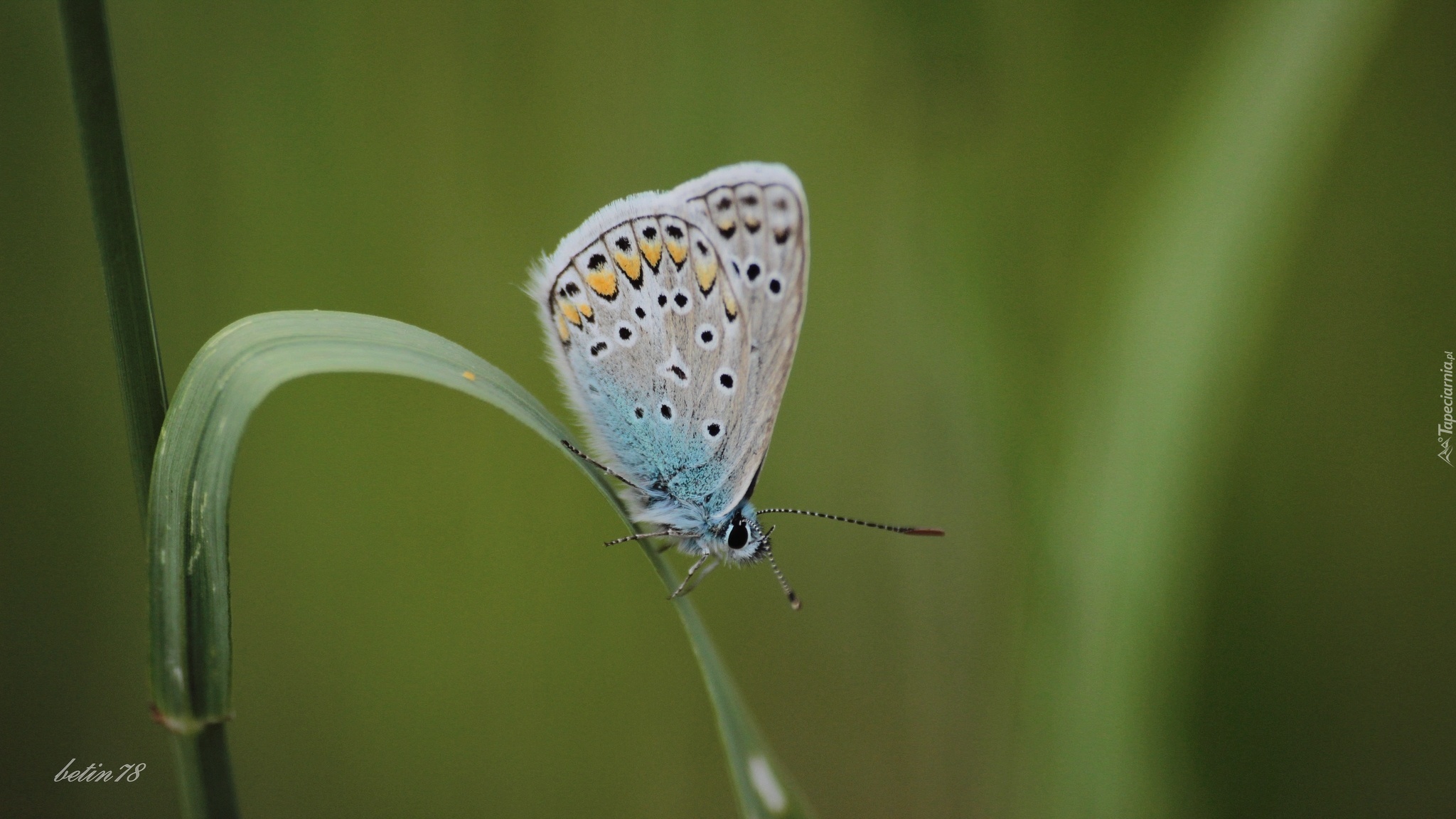 Motyl, Trawa, Łąka