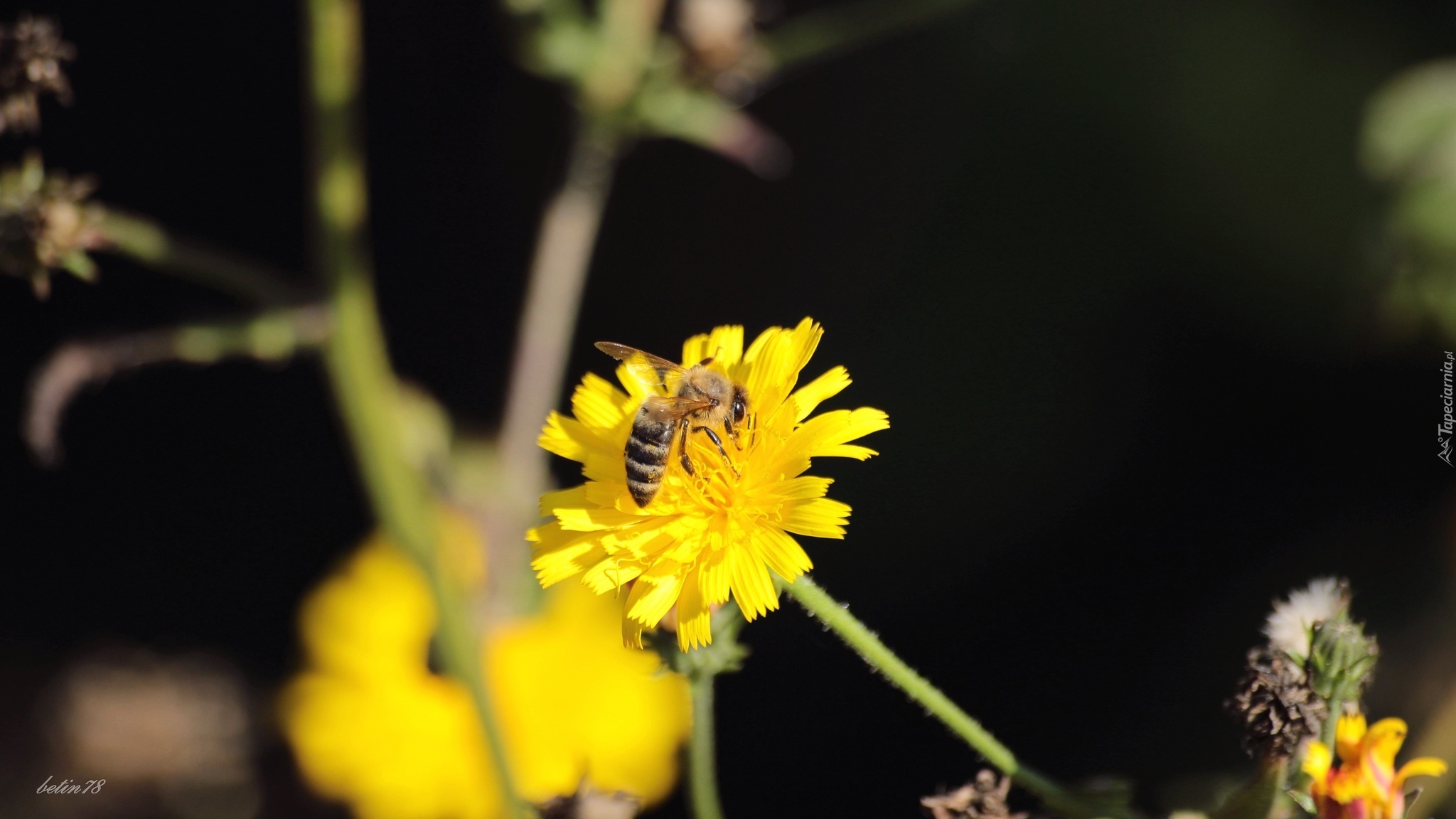 Pszczoła, Kwiat, Lato