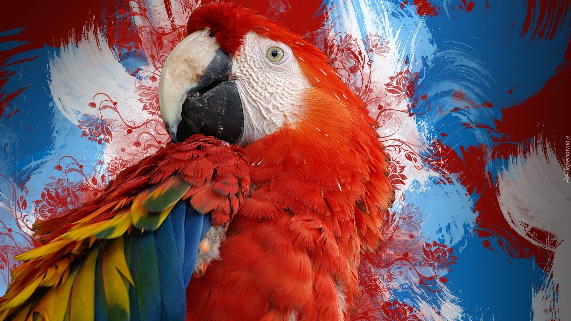 Papuga, Kolorowe, Pióra