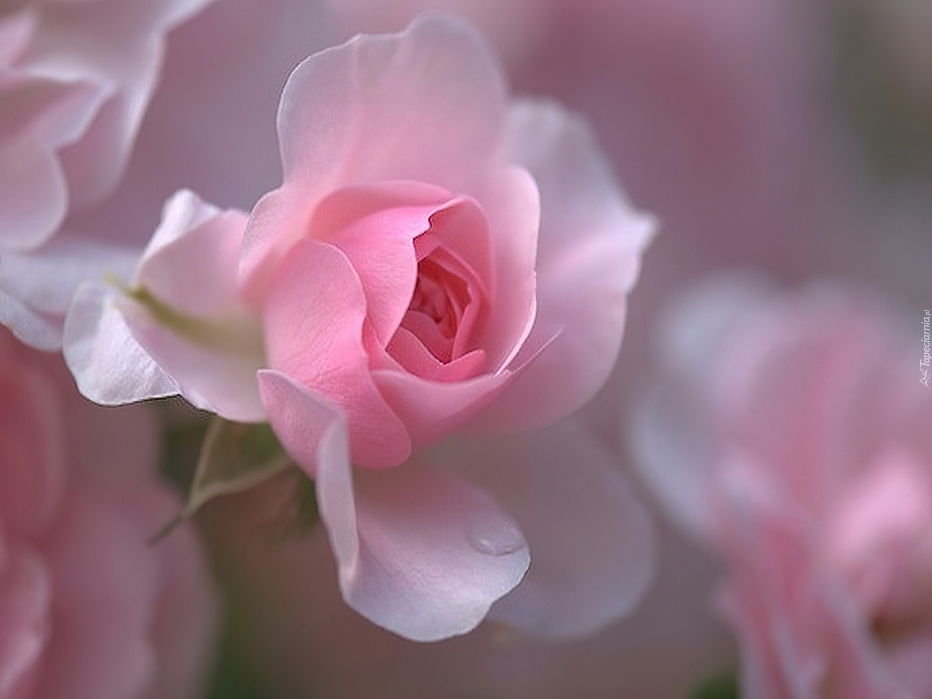 Самый красивый ласковый нежный. Красивые нежные цветы. Нежные цветочки. Розовые цветы. Нежный цветок.