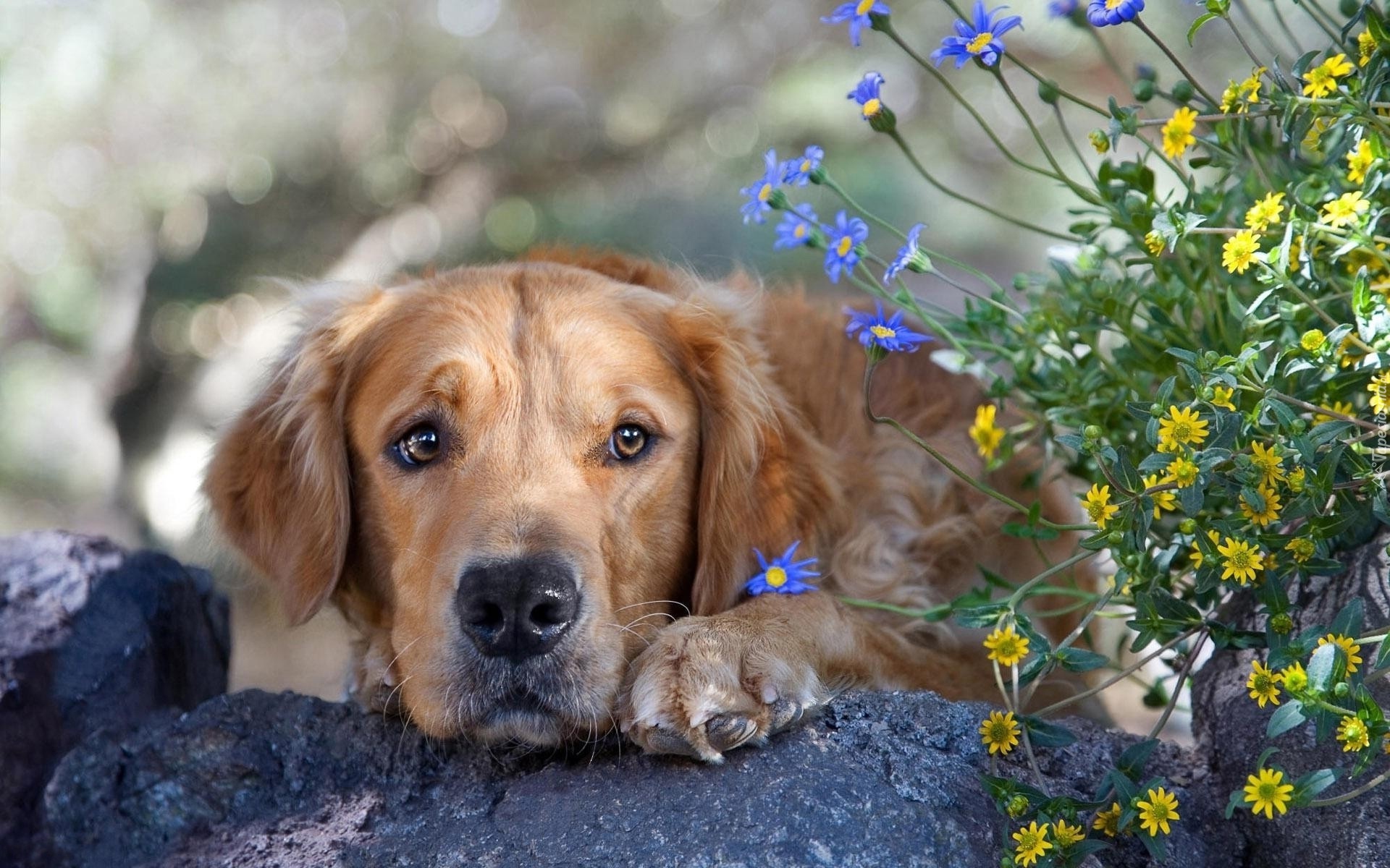 Pies, Łapa, Kwiaty