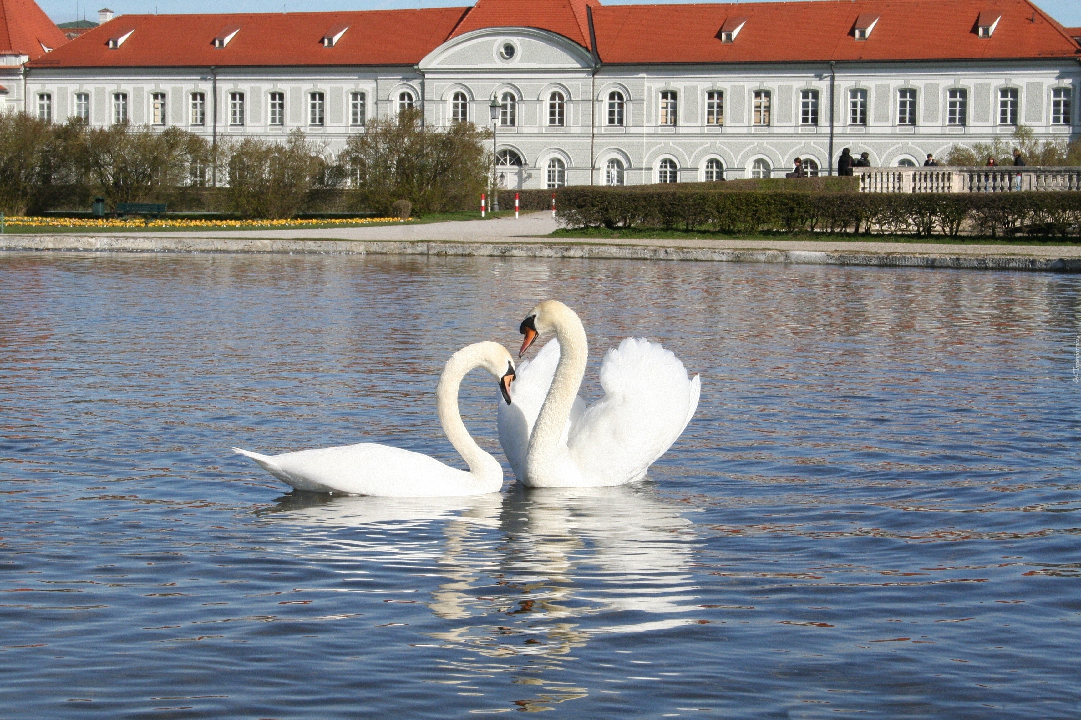 Staw, Para, Łabędzi