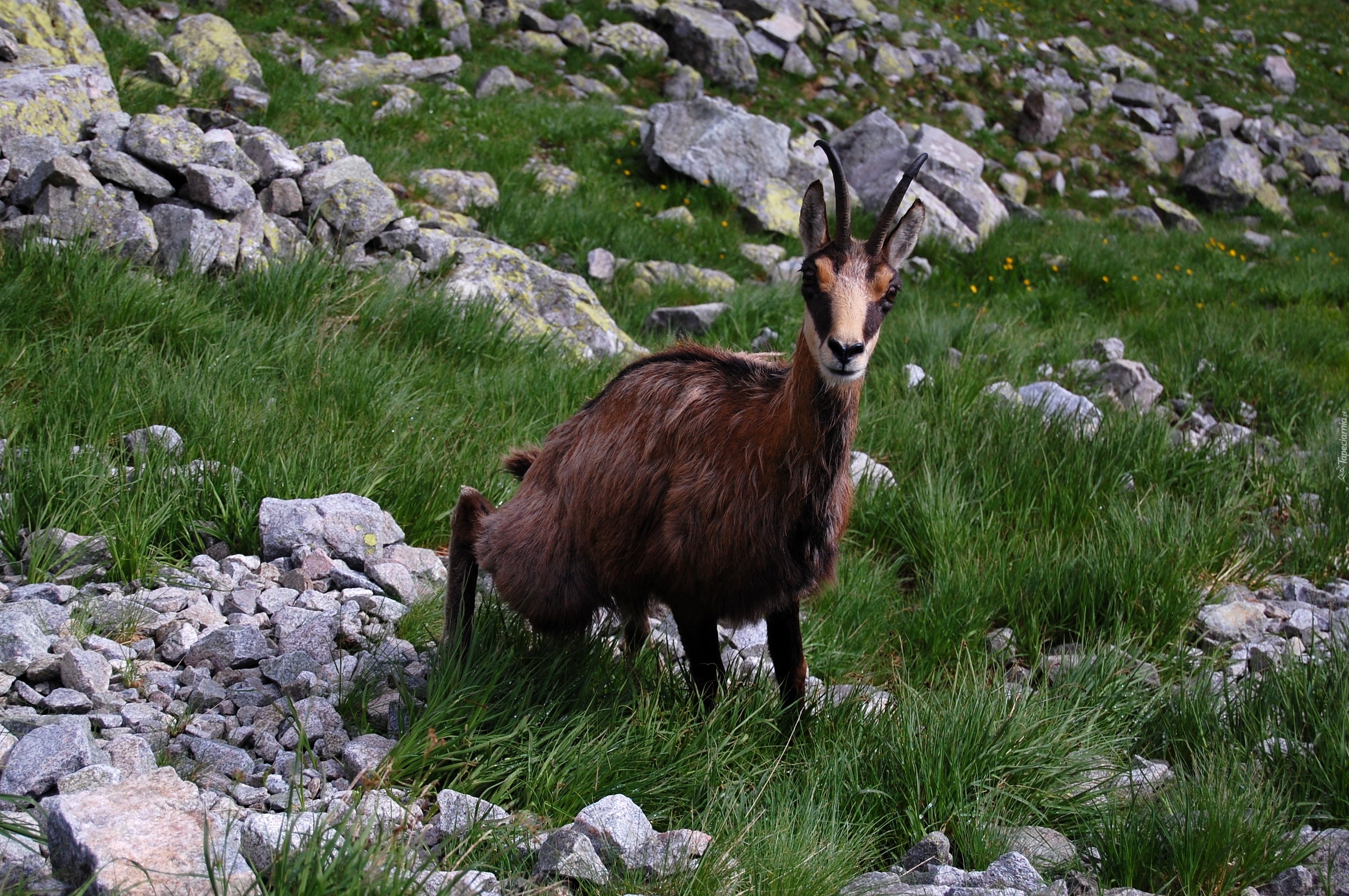 Kozica, Kamienie, Trawa