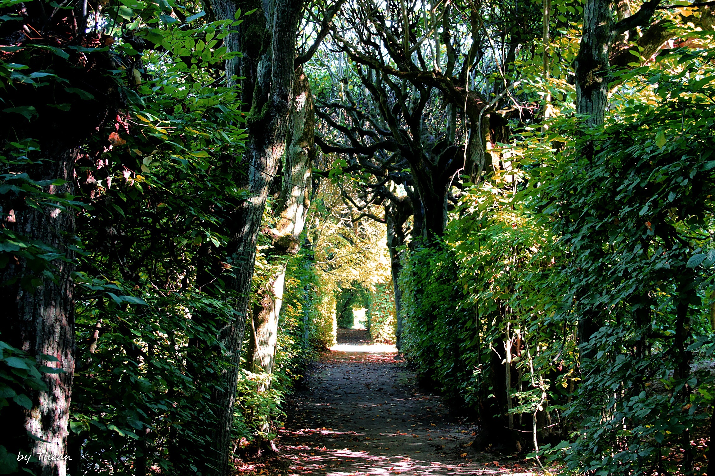 Stary, Ciemny, Park, Gęste, Zarośla