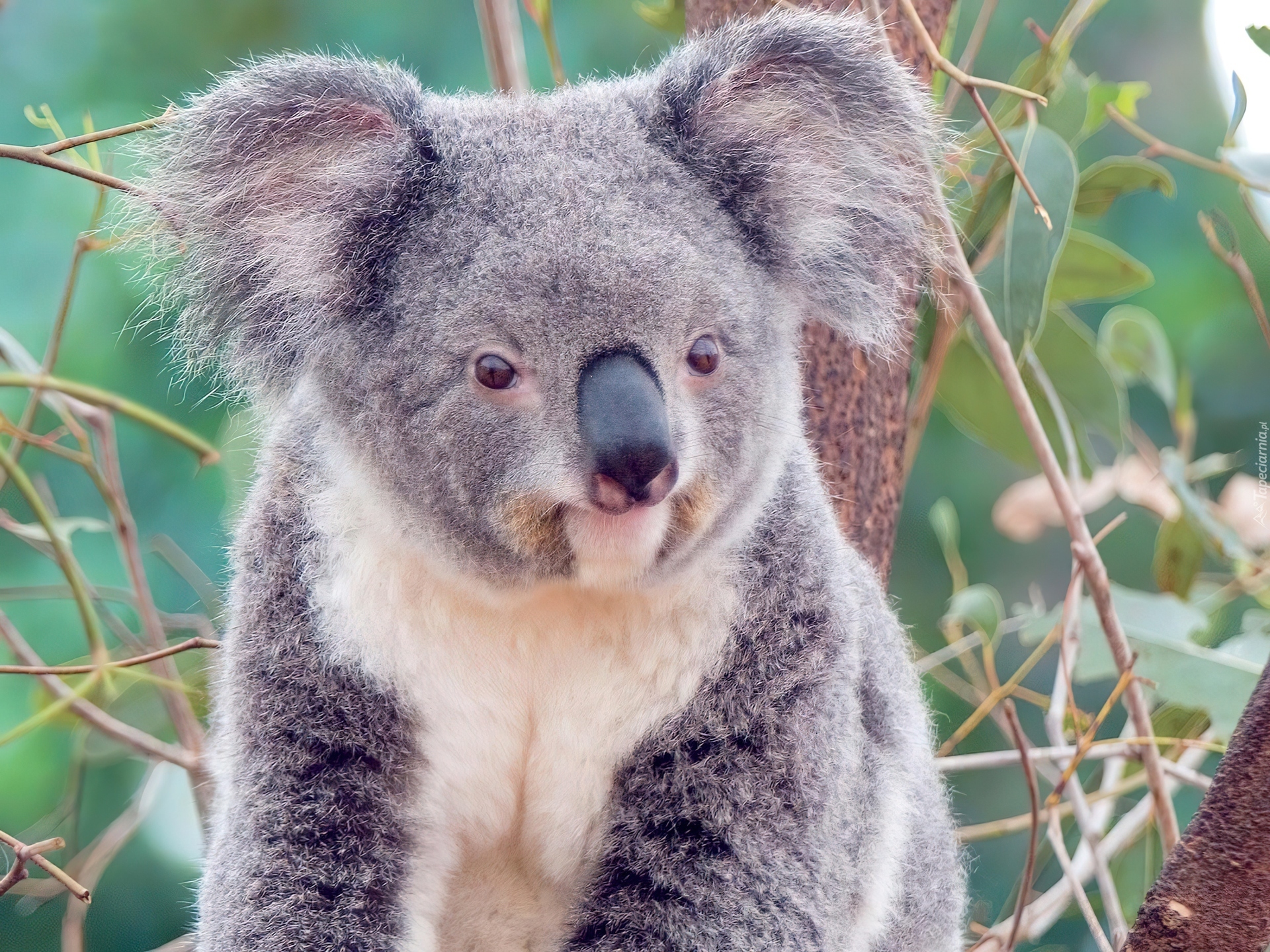 Miś, Koala, Gałązki