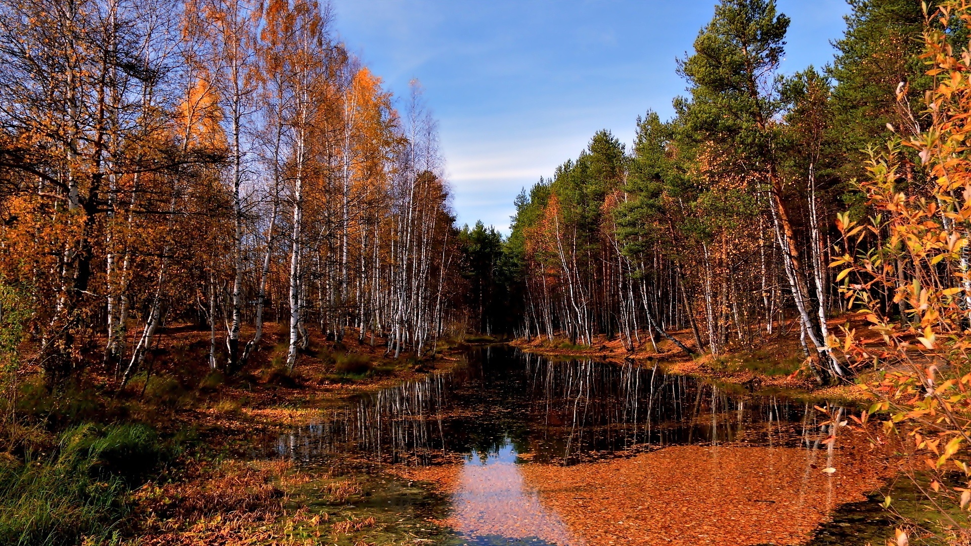 Jesień, Las, Woda, Liście