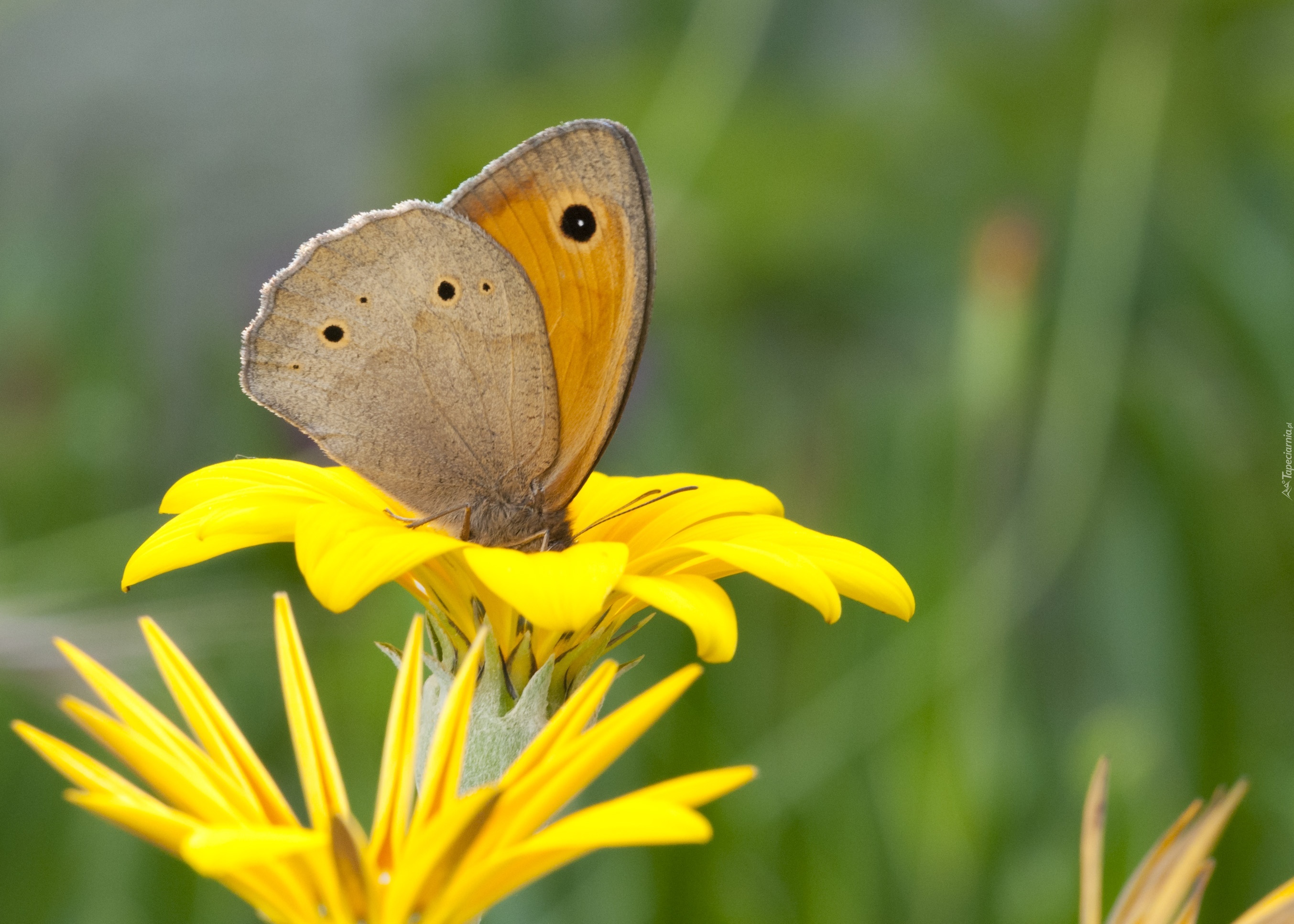 Motyl, Czerwończyk, Nieparek, Żółty, Kwiat