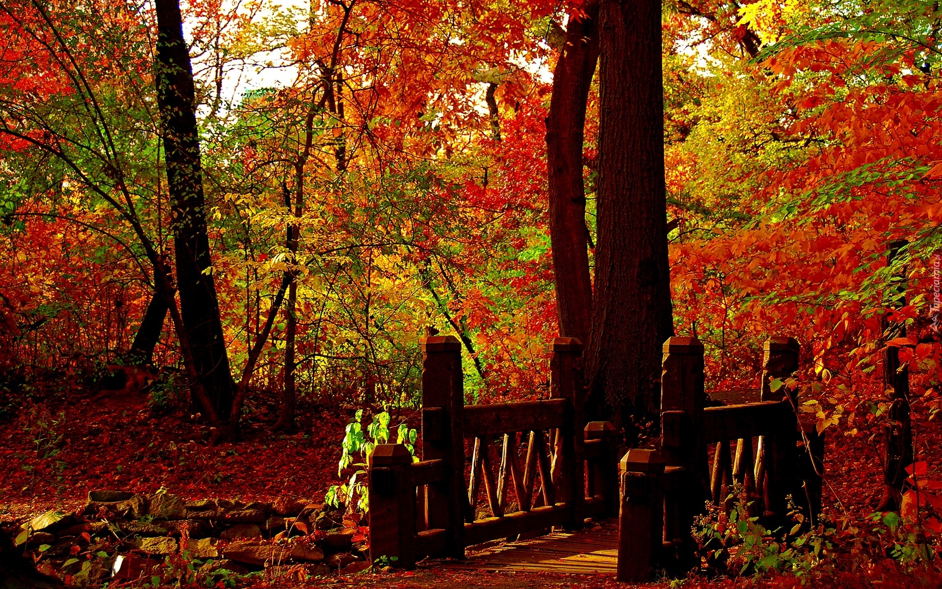 Park, Drzewa, Mostek, Jesień