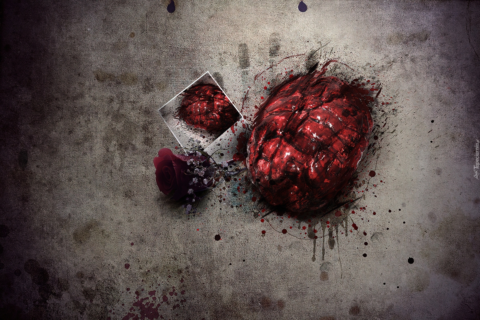 Mózg, Róża, Zdjęcie