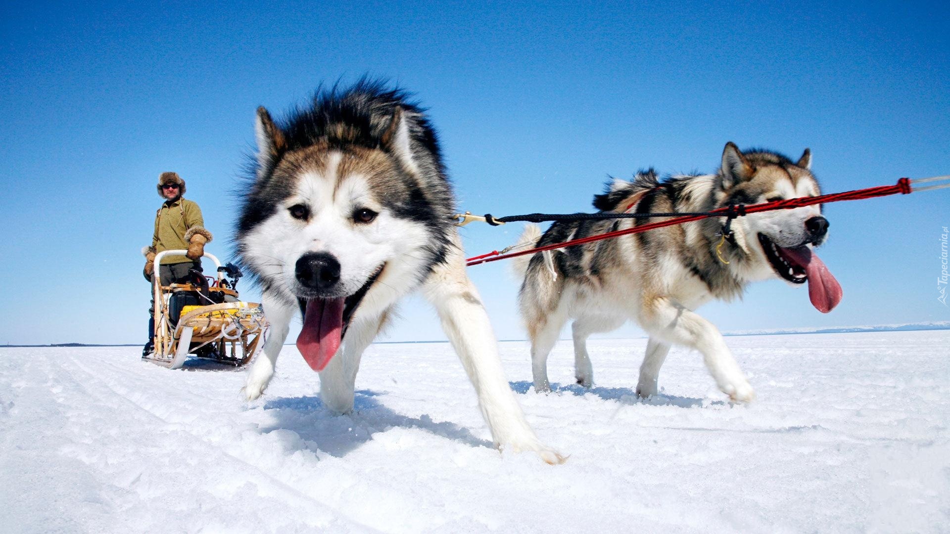 Siberian Husky, Zaprzęg