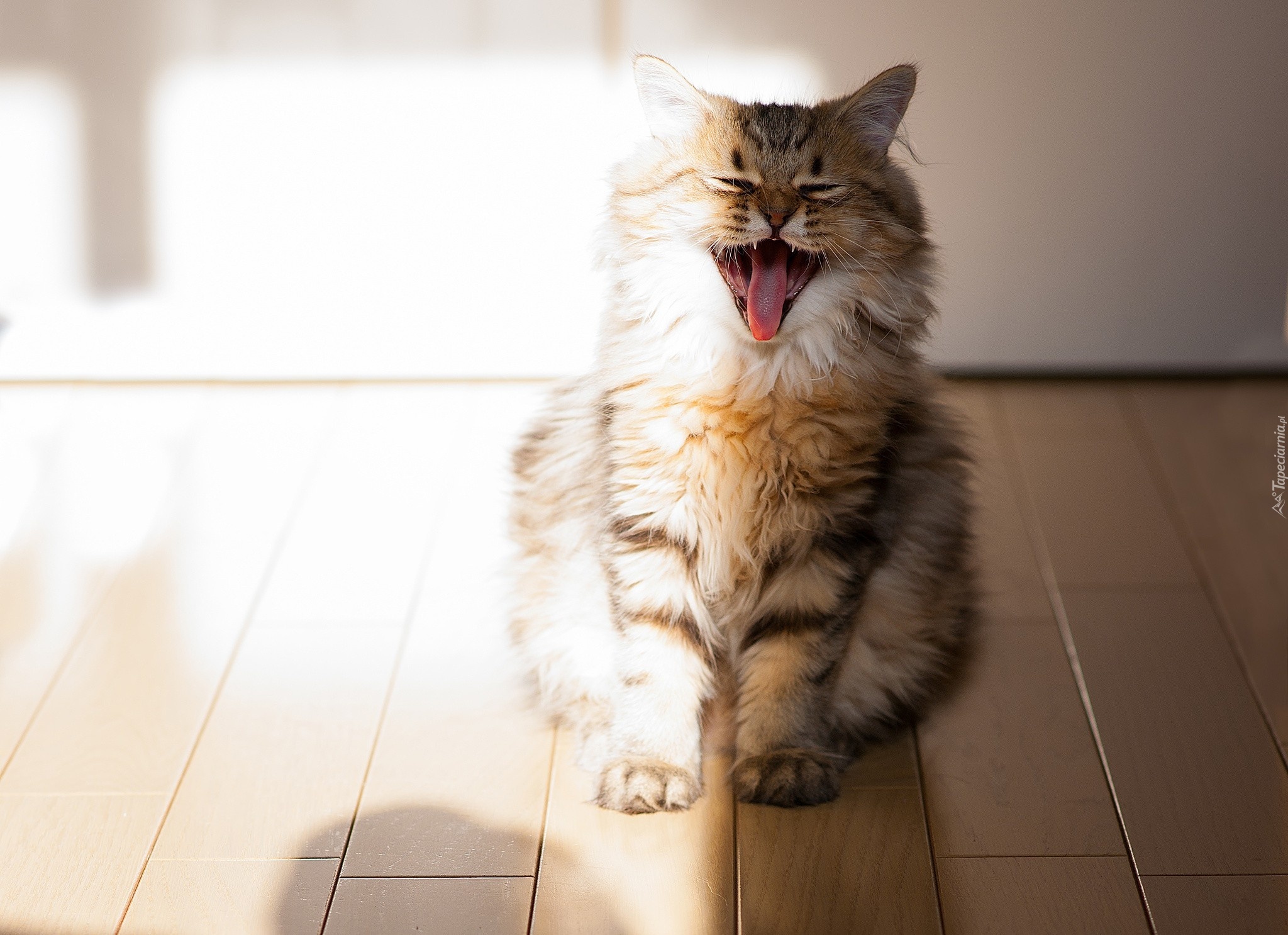 Miałczący, Kot, Maine coon